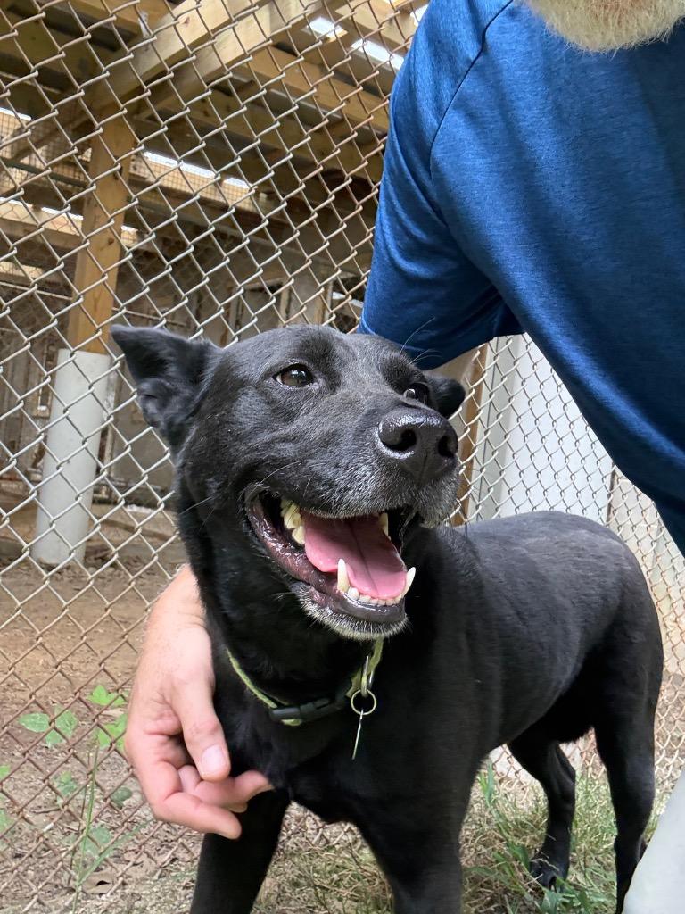 Ellie, a Adoptable mixed breed in Hampton, VA image 1/4