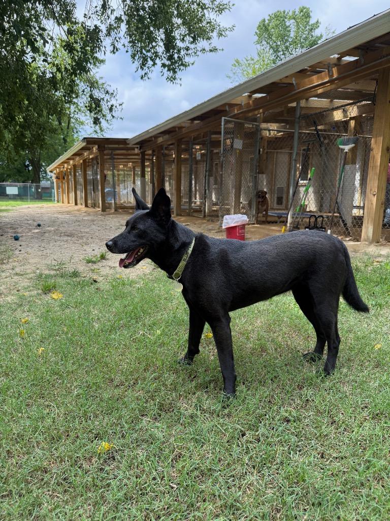 Ellie, a Adoptable mixed breed in Hampton, VA image 2/4