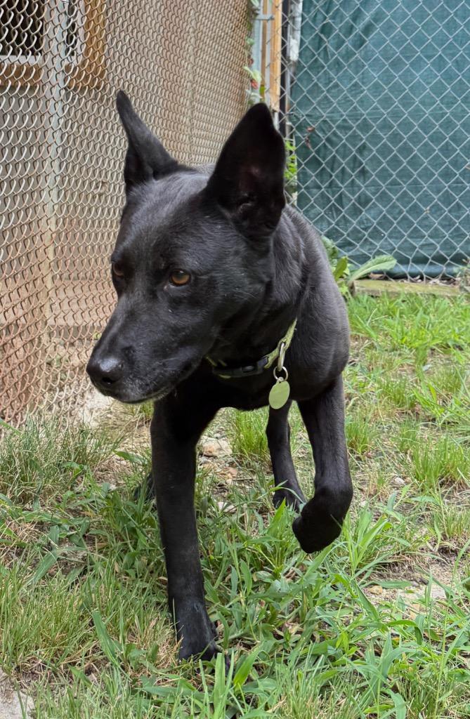 Ellie, a Adoptable mixed breed in Hampton, VA image 3/4