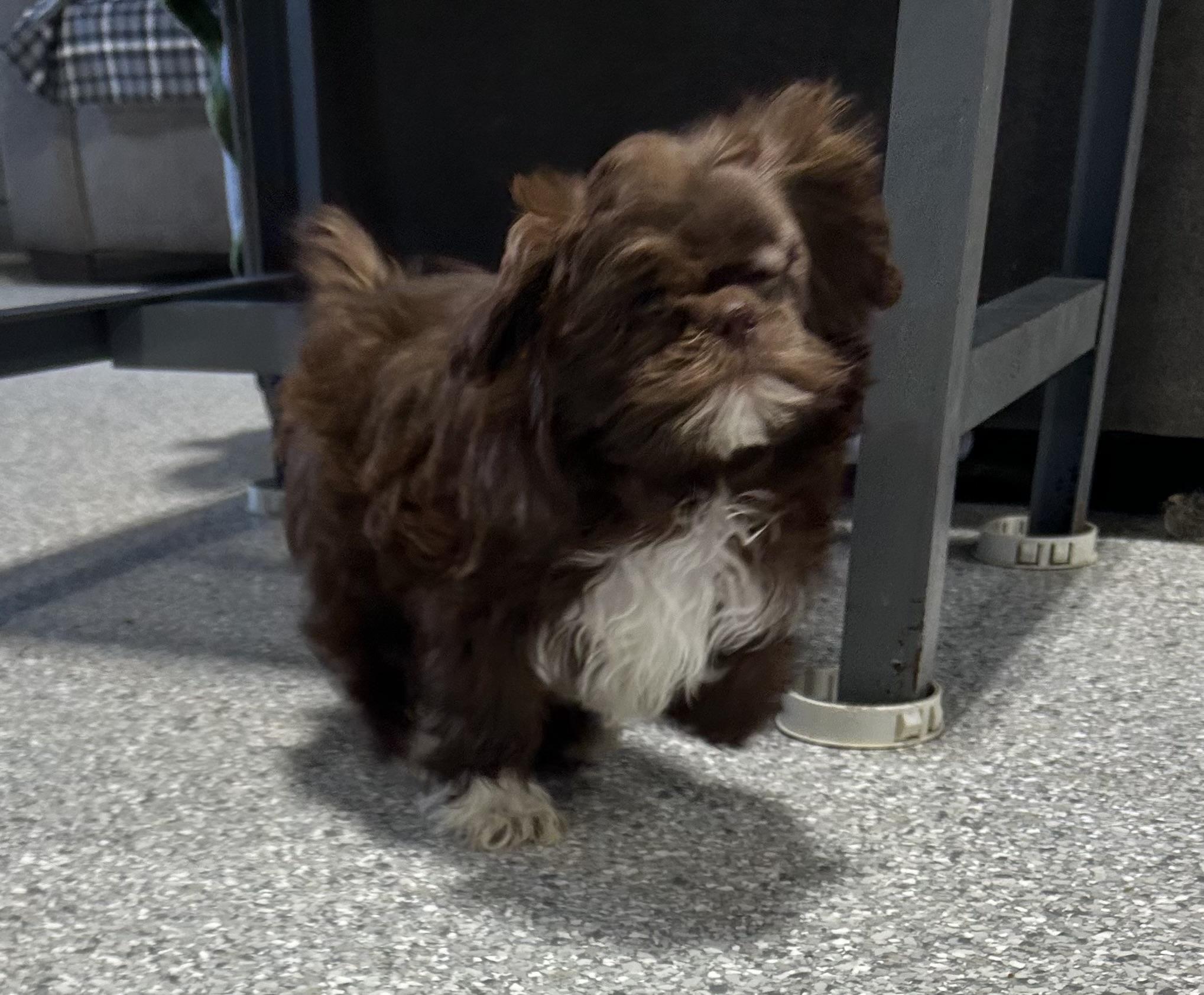 Baby Hershy , Adoptable, Puppy Male Shih Tzu.