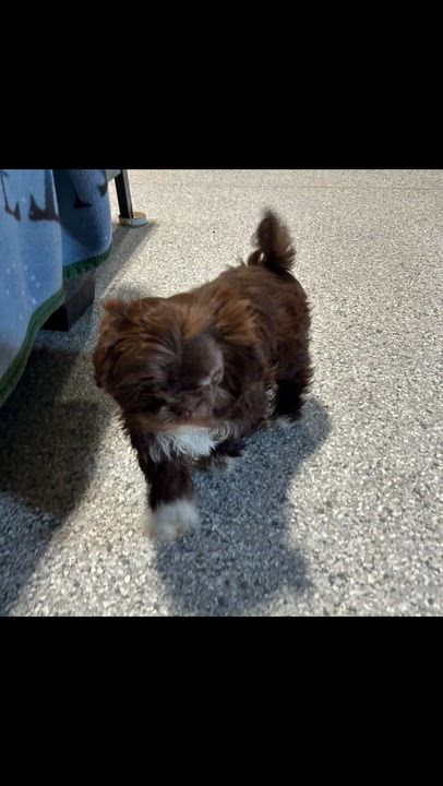 Enlarge Baby Hershy , a Adoptable Shih Tzu in Antwerp, OH video 3/3