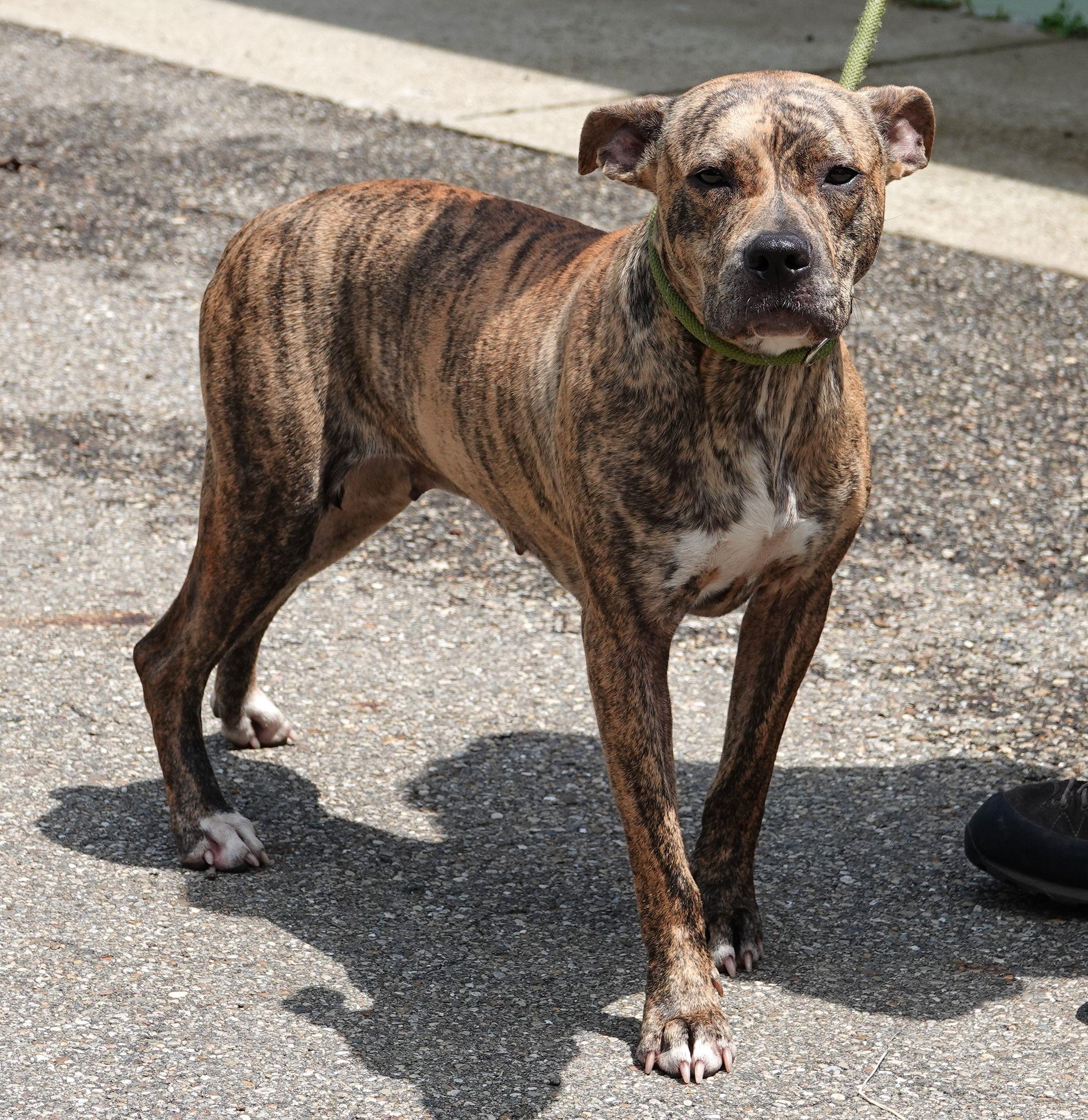 Enlarge Mimi - NEW INFO, a ADOPTABLE mixed breed in Millfield, OH image 3/3