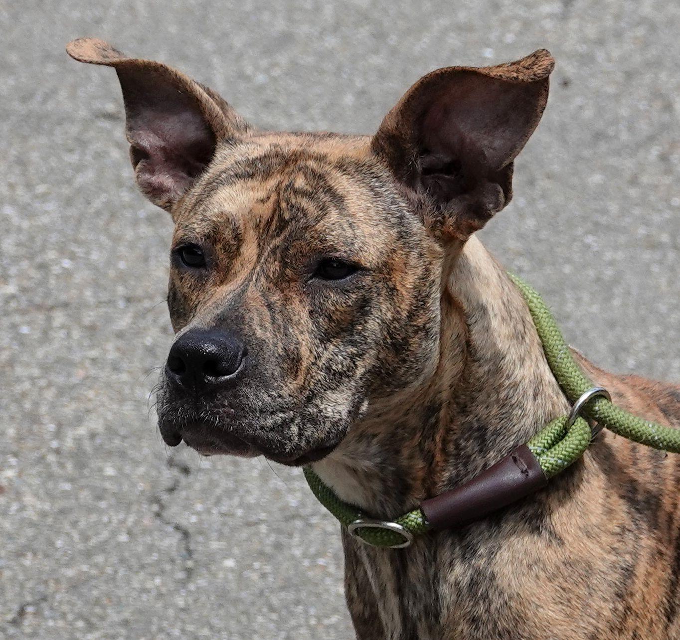 Mimi - NEW INFO, ADOPTABLE, Adult Female Terrier.