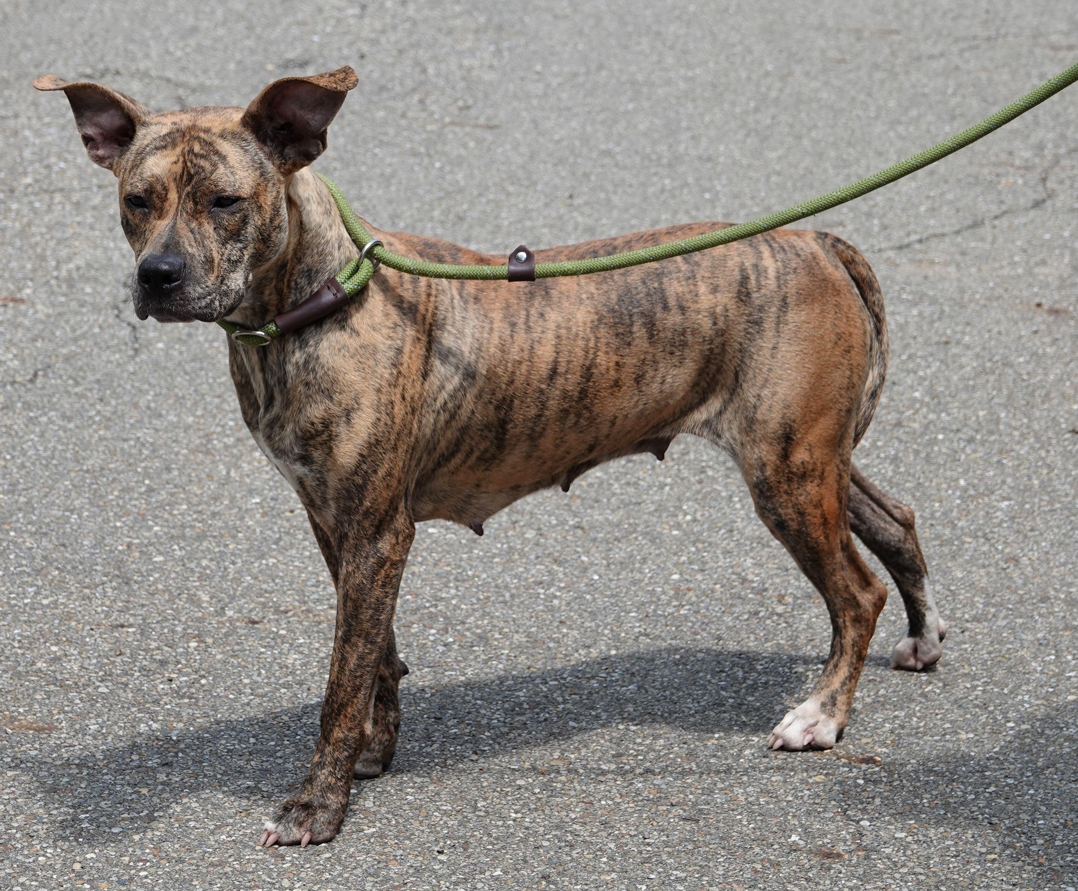 Enlarge Mimi - NEW INFO, a ADOPTABLE mixed breed in Millfield, OH image 2/3