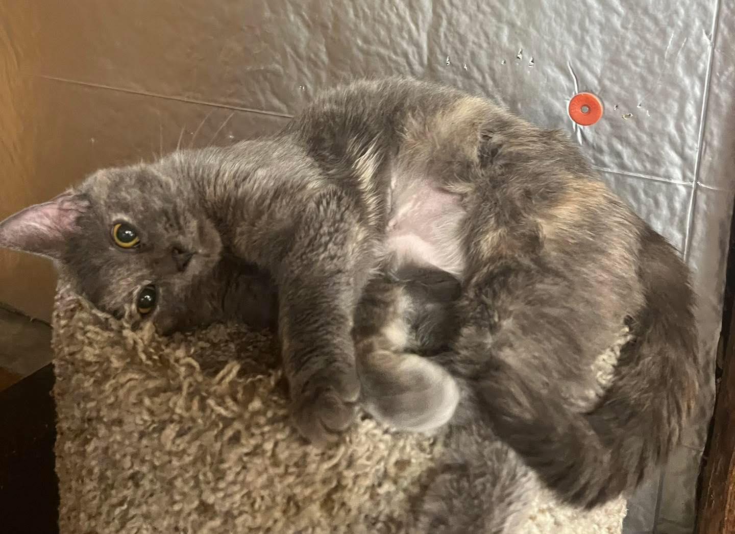 Skye, ADOPTABLE, Adult Female Dilute Tortoiseshell.