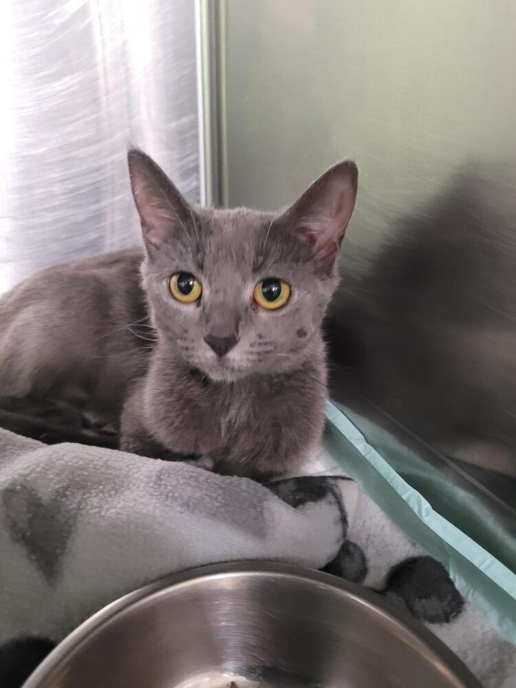 Enlarge Moonlight, a Adoptable mixed breed in Linton, IN image 1/1