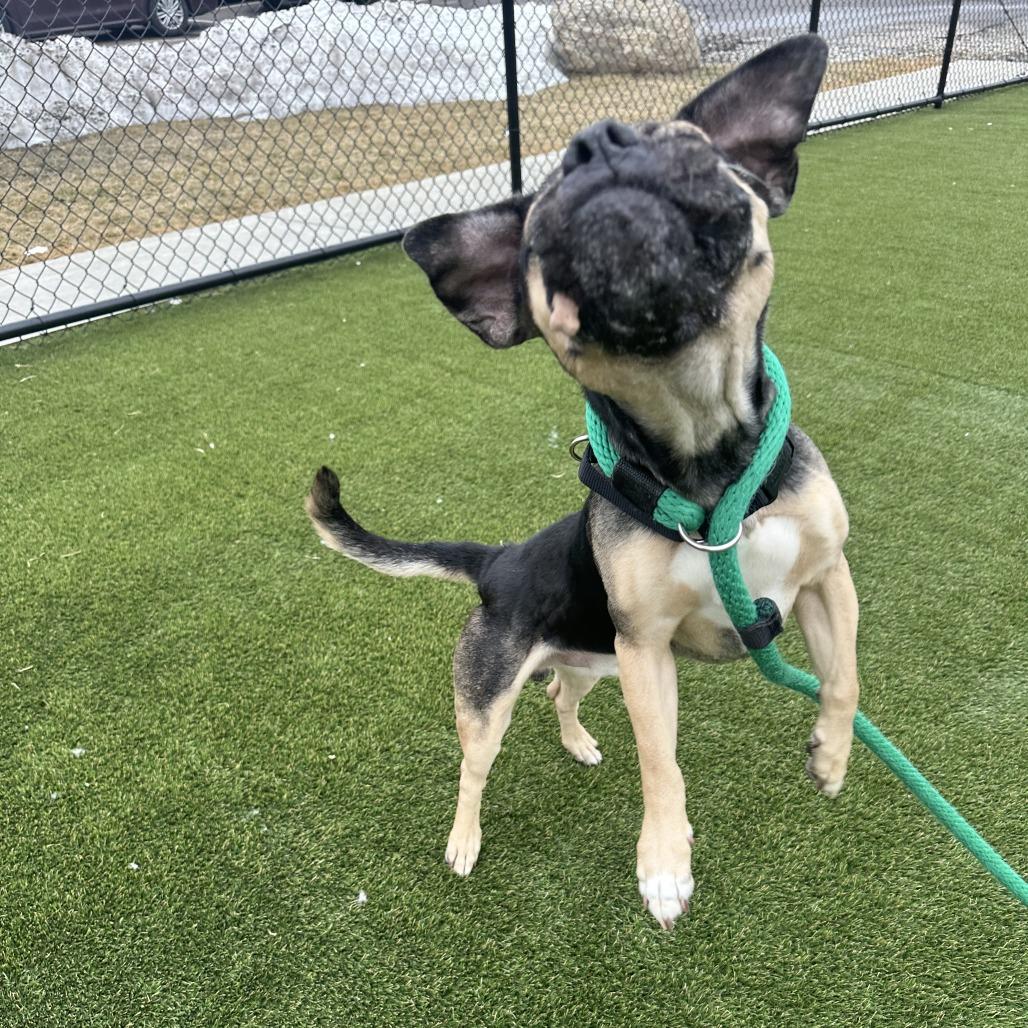 Bruno — thumbnail 2