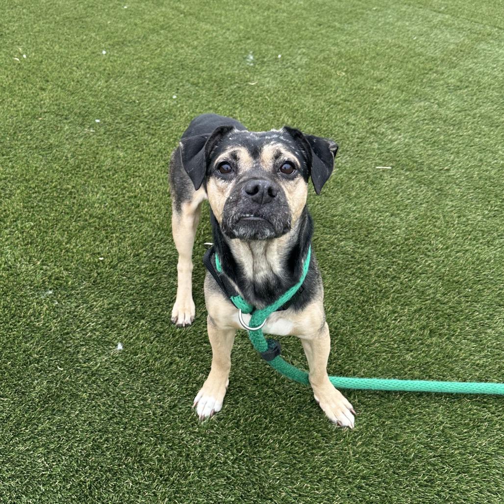 Bruno — thumbnail 3