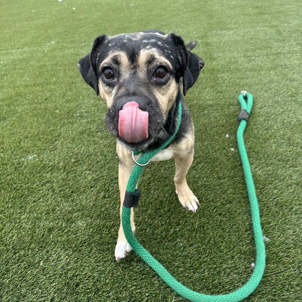 Bruno — thumbnail 4