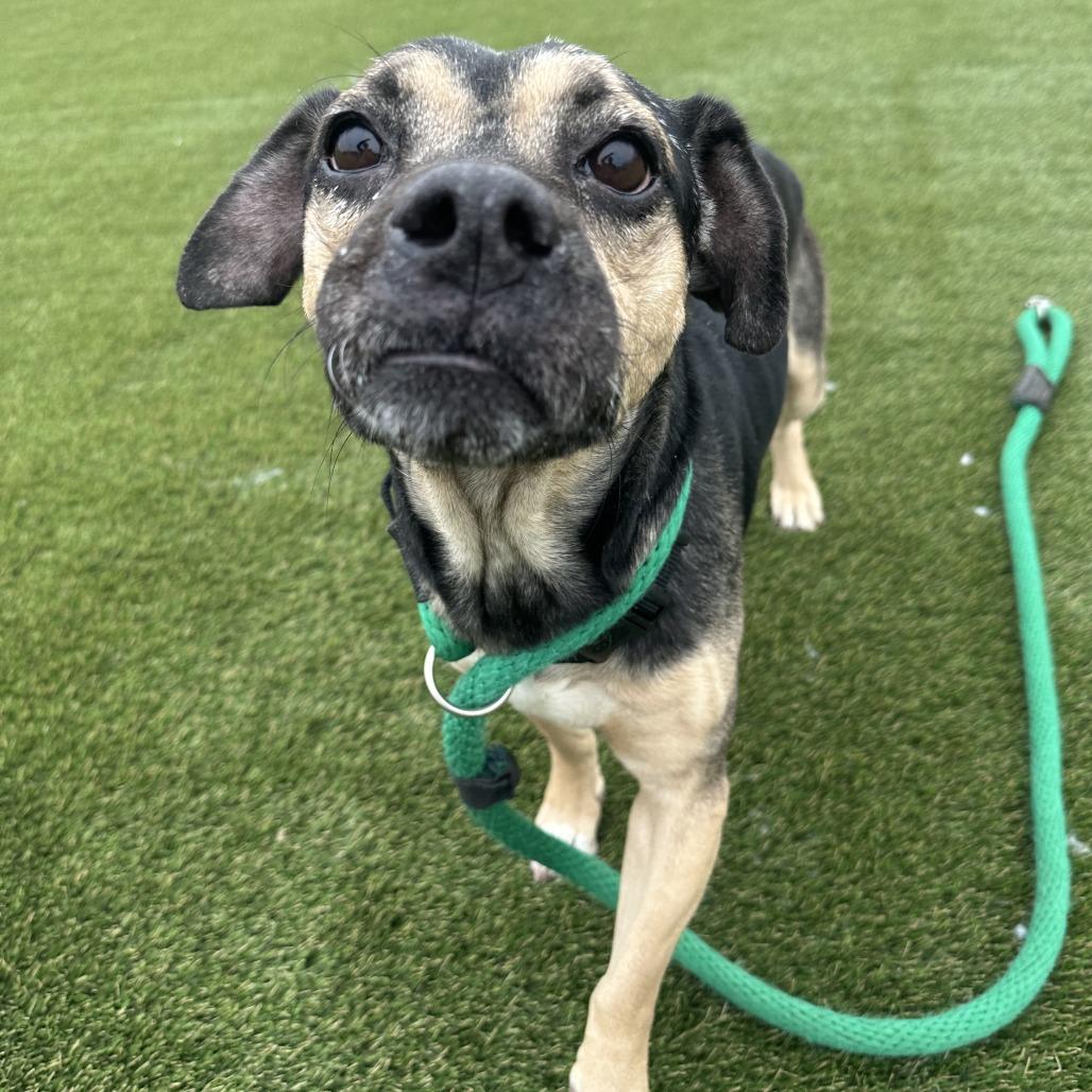 Bruno — thumbnail 5