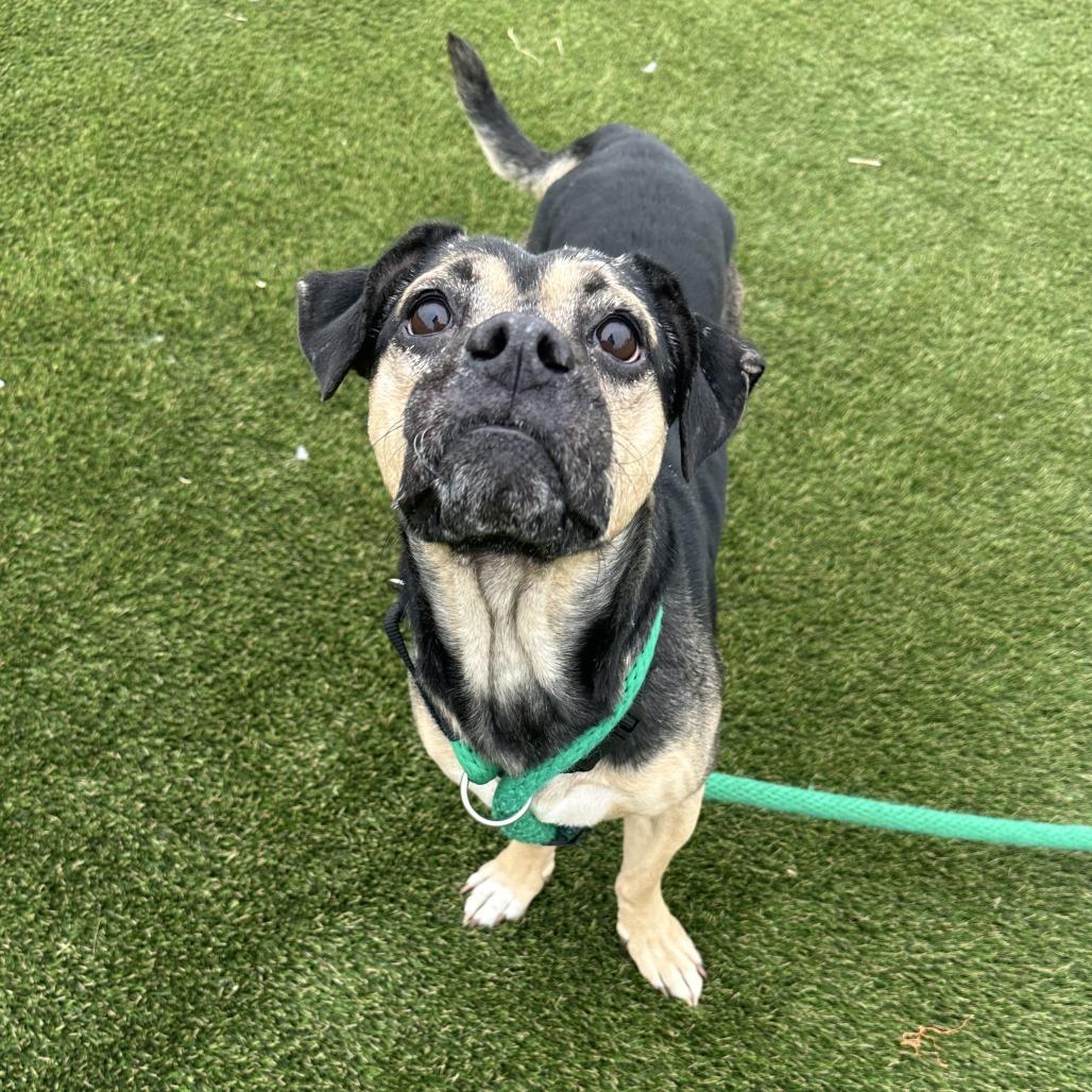 Bruno — thumbnail 6