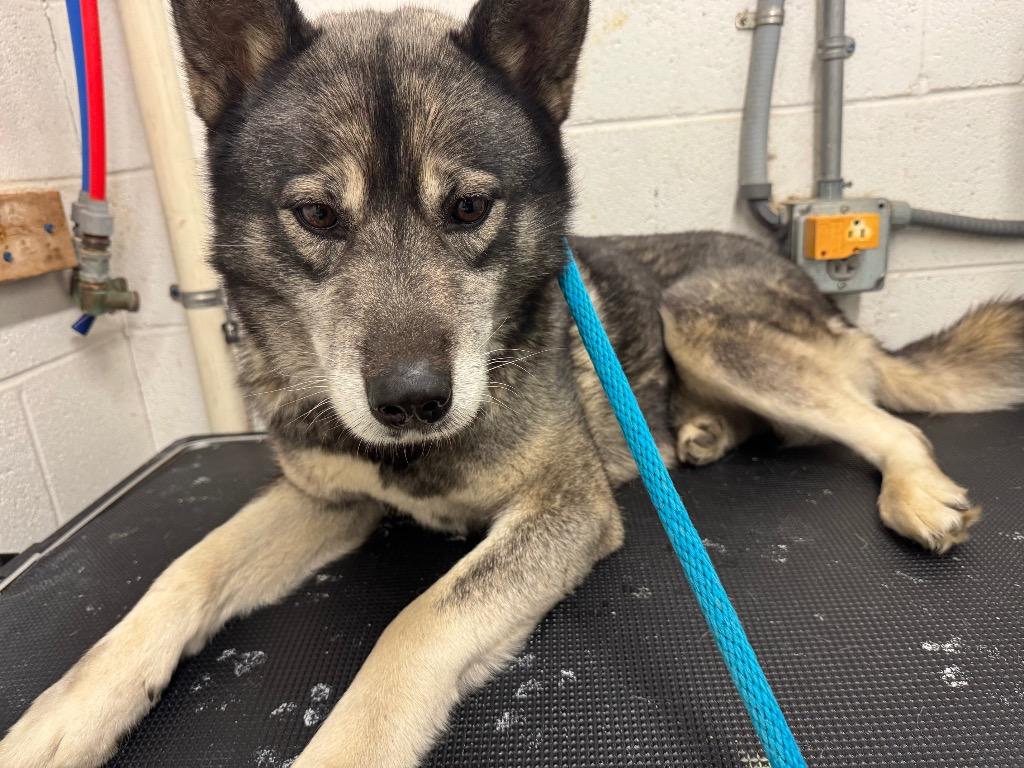 Enlarge Max Mayfield-Urgent for 1/16, a Adoptable Husky in Chickamauga , GA image 1/3