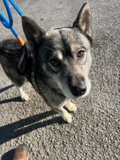 Enlarge Max Mayfield-Urgent for 1/16, a Adoptable Husky in Chickamauga , GA image 2/3