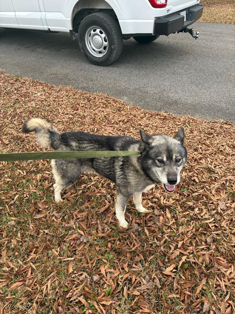 Enlarge Max Mayfield-Urgent for 1/16, a Adoptable Husky in Chickamauga , GA image 3/3