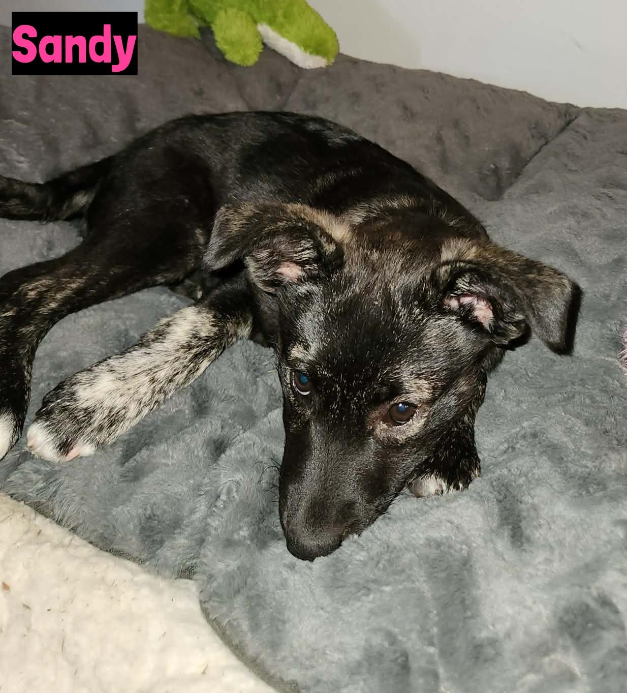 Sandy, ADOPTABLE, Puppy Female Shepherd.