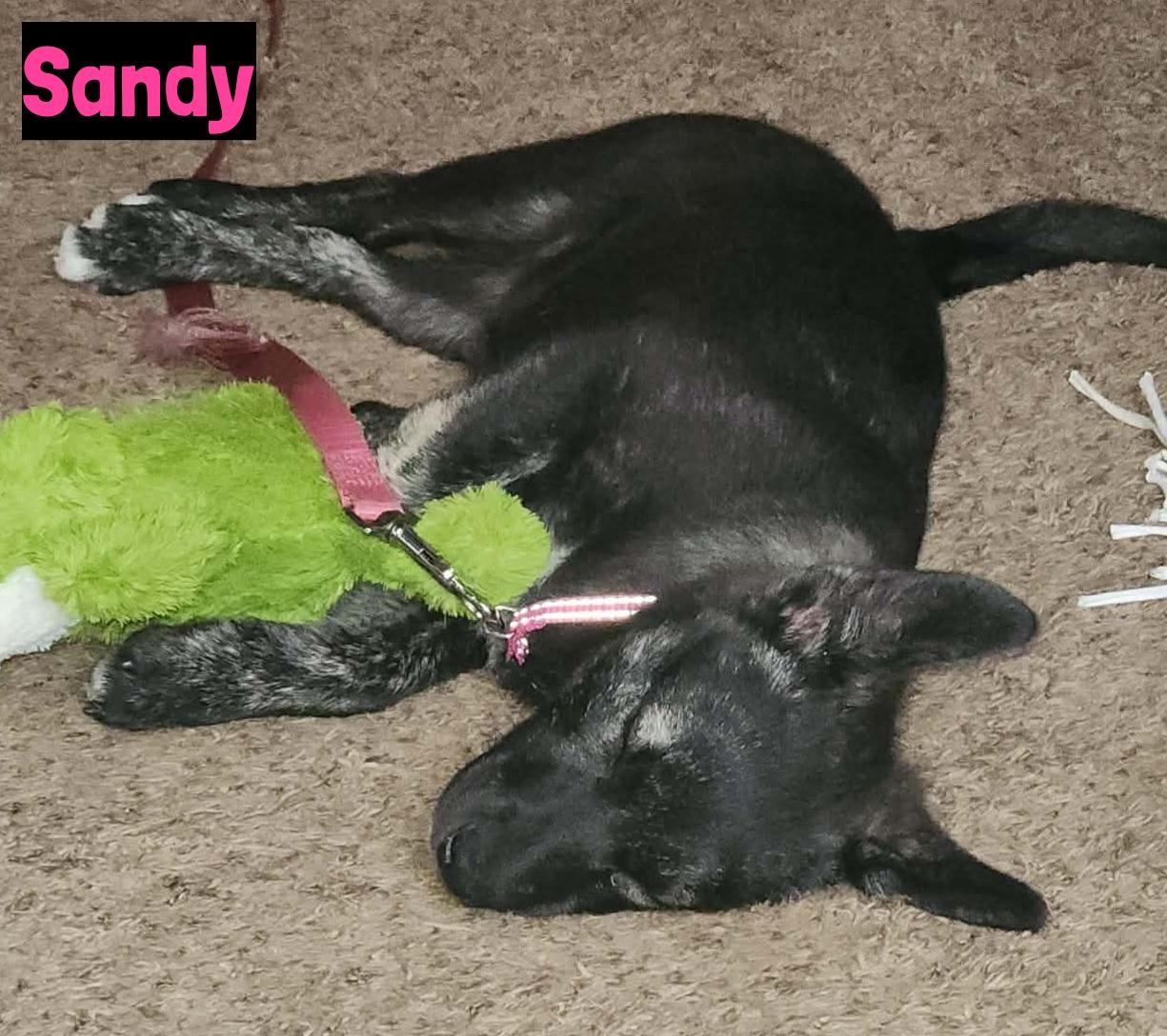 Enlarge Sandy, a ADOPTABLE mixed breed in Grand Rapids, MI image 2/2