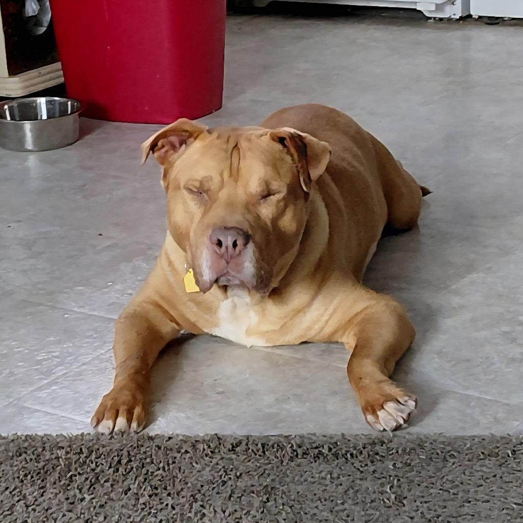 Davy Jones, Adoptable, Senior Male Pit Bull Terrier & Mixed Breed.