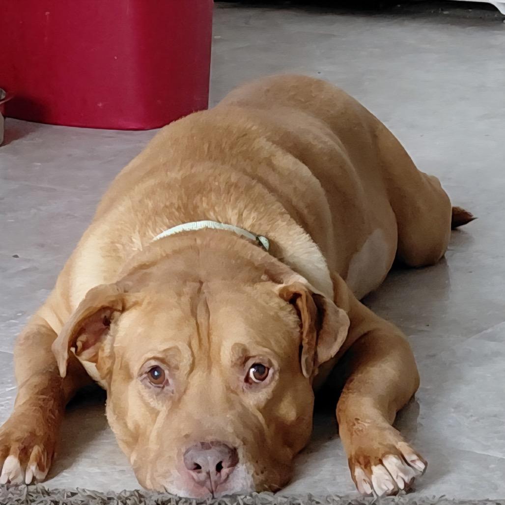 Enlarge Davy Jones, a Adoptable mixed breed in Avon, OH image 2/6