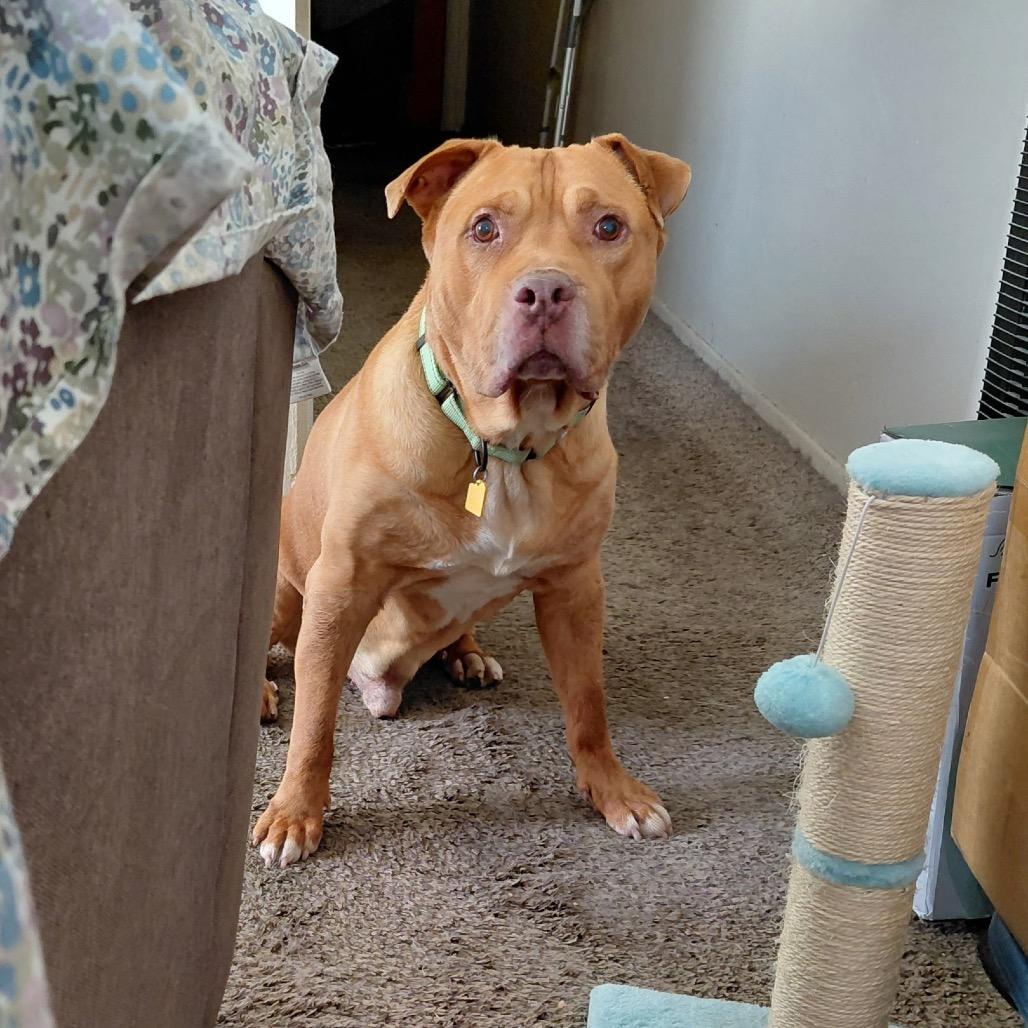 Enlarge Davy Jones, a Adoptable mixed breed in Avon, OH image 3/6