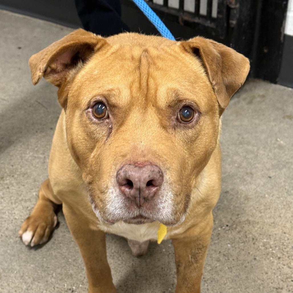 Enlarge Davy Jones, a Adoptable mixed breed in Avon, OH image 4/6