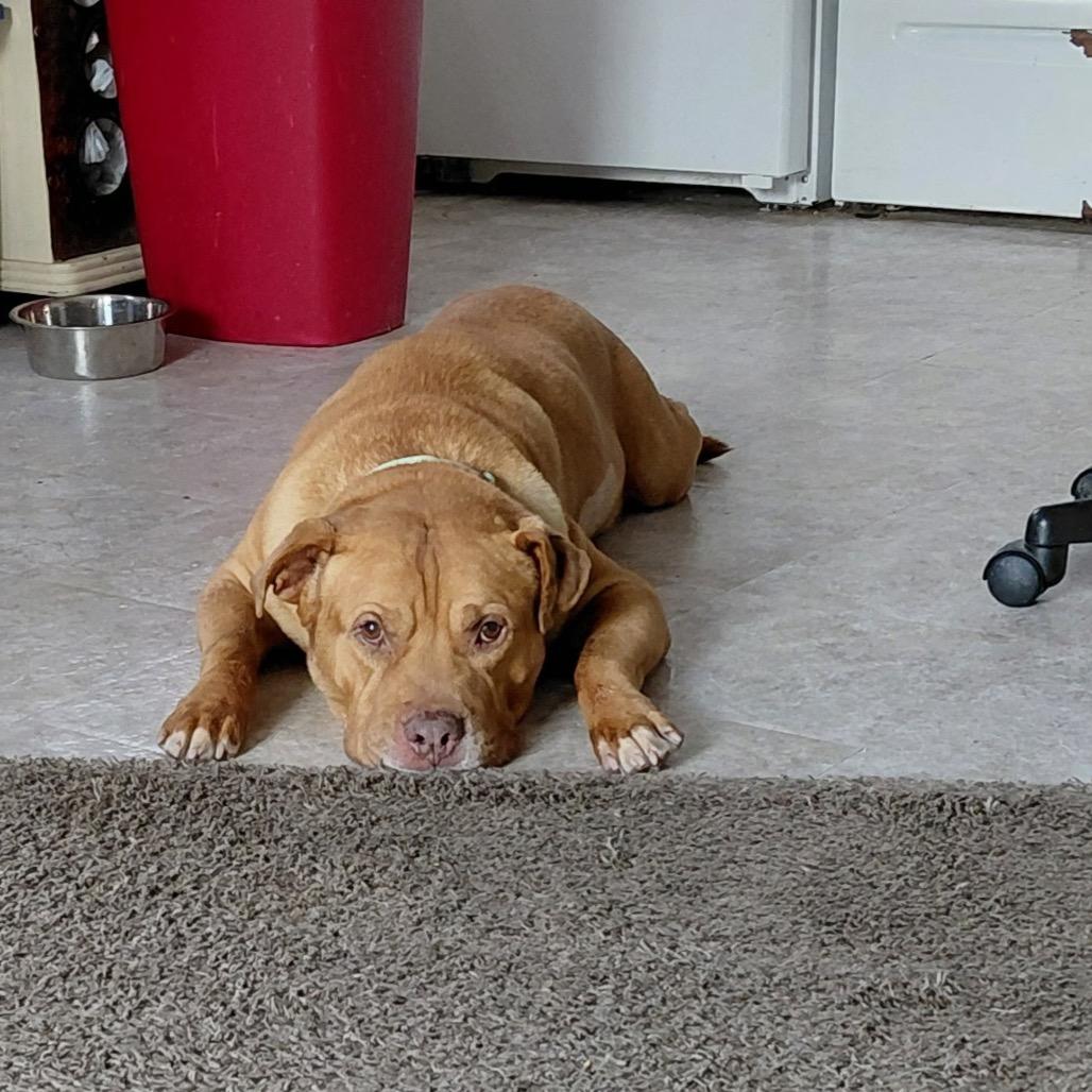 Enlarge Davy Jones, a Adoptable mixed breed in Avon, OH image 5/6