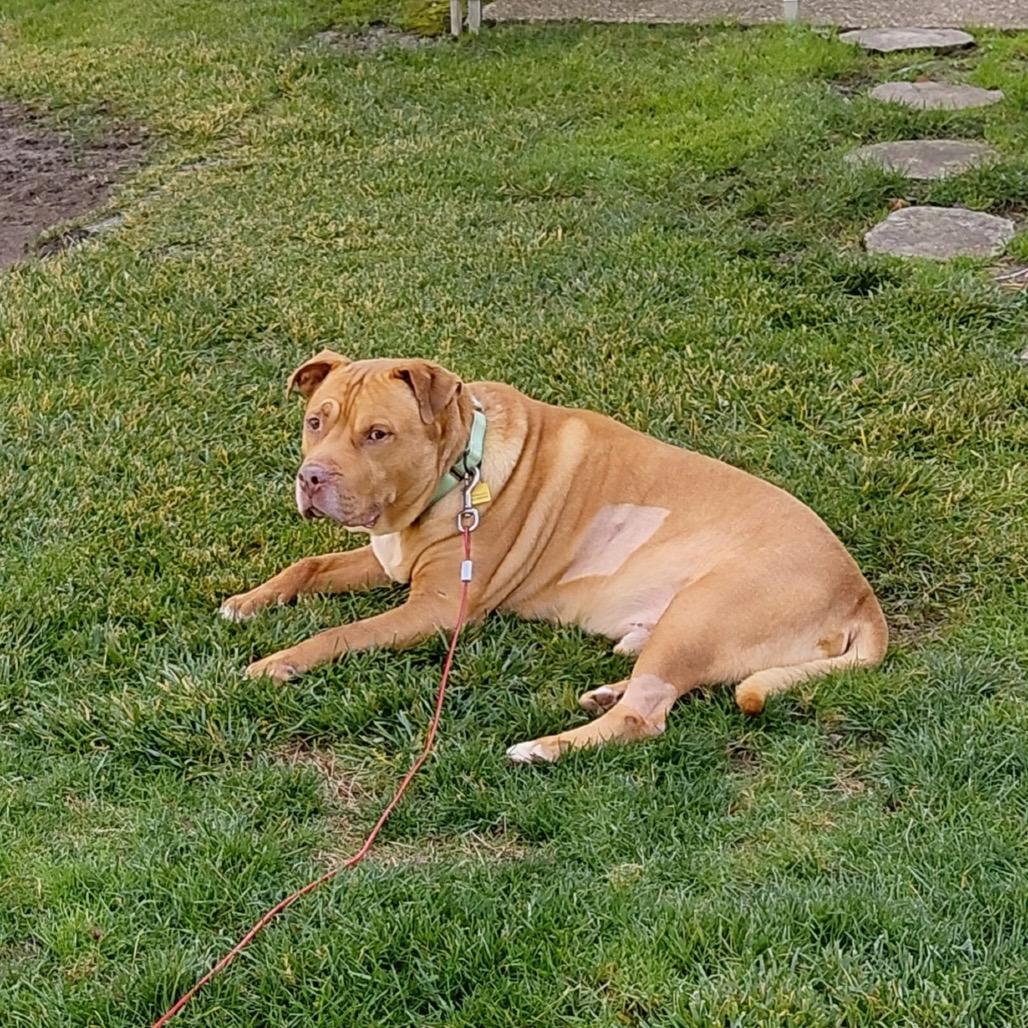 Enlarge Davy Jones, a Adoptable mixed breed in Avon, OH image 6/6