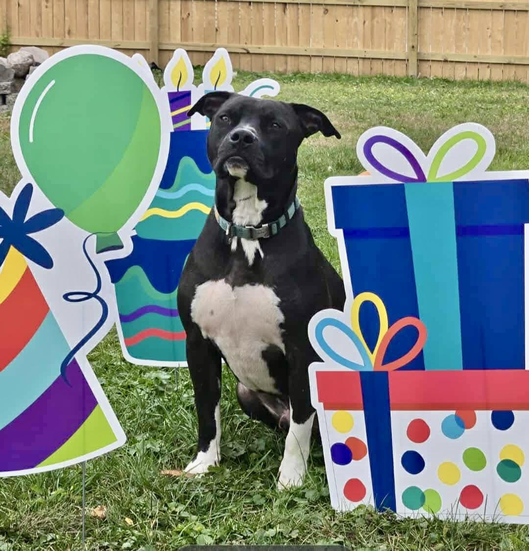 Scooby (Foster Needed)