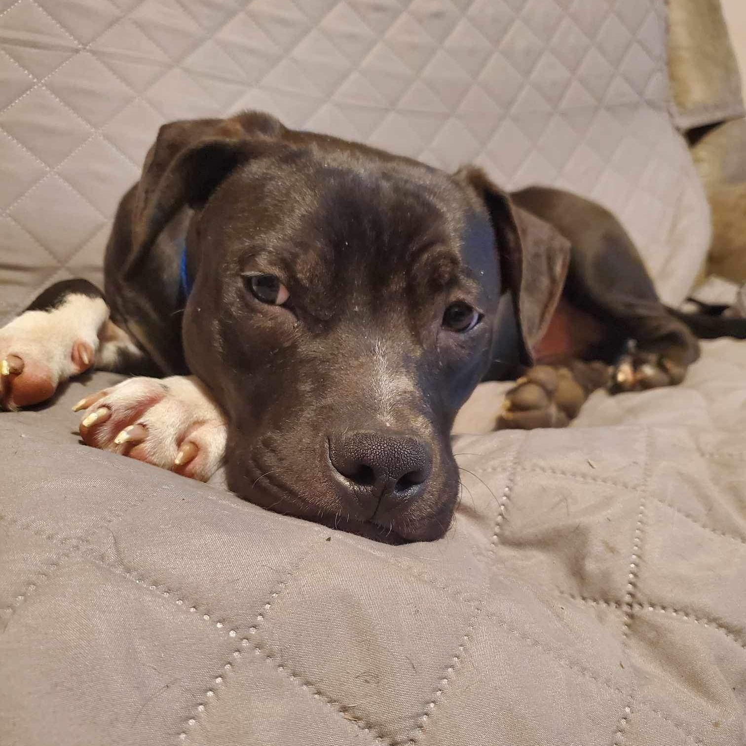 Enlarge Scooby (Foster Needed), a Adoptable Pit Bull Terrier in Indianapolis, IN image 6/6