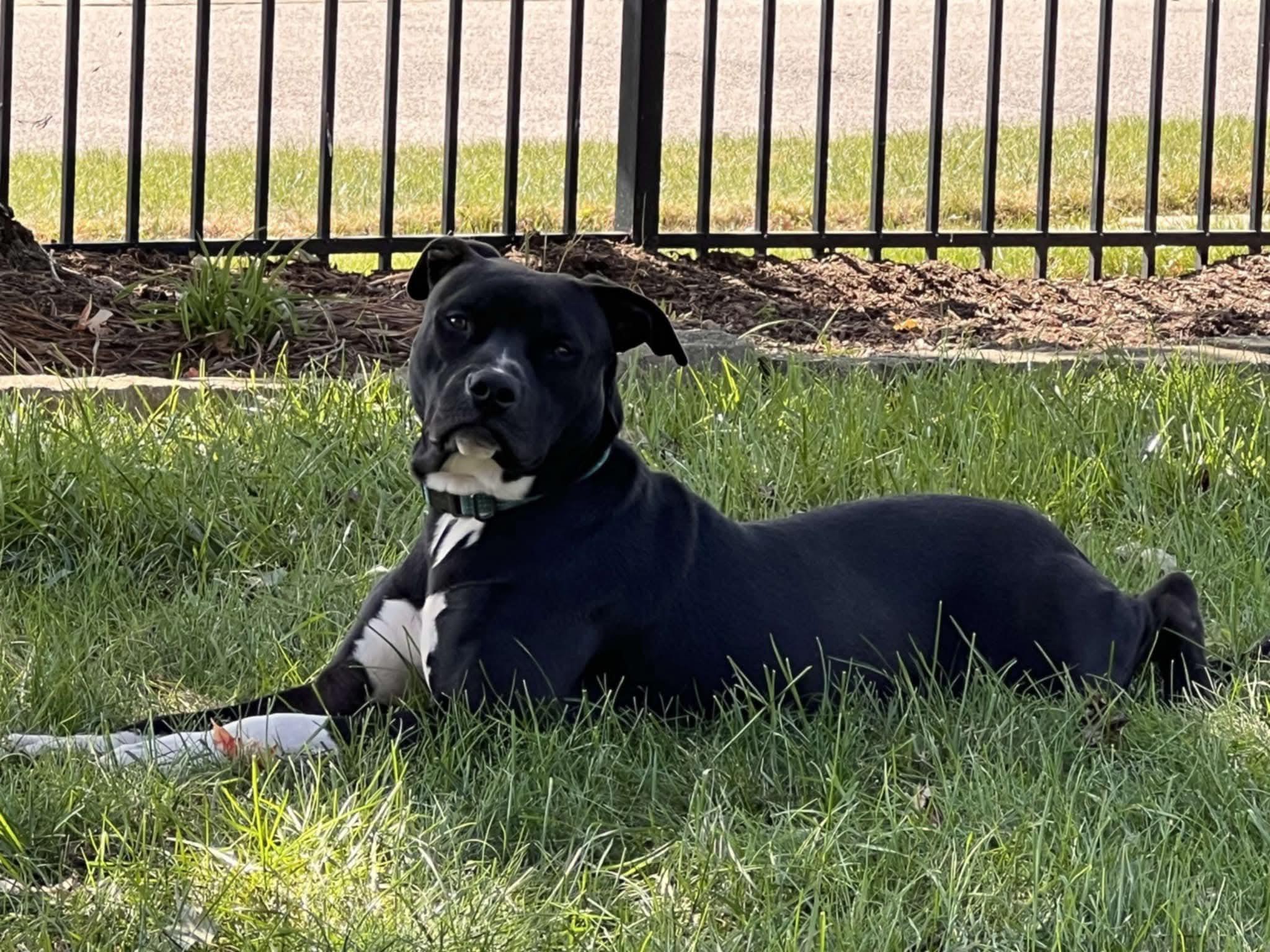 Scooby (Foster Needed)