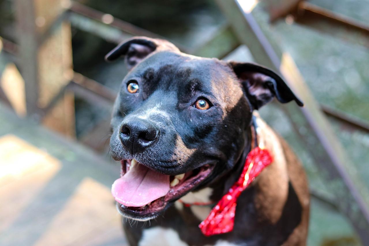 Enlarge Scooby (Foster Needed), a Adoptable Pit Bull Terrier in Indianapolis, IN image 1/6