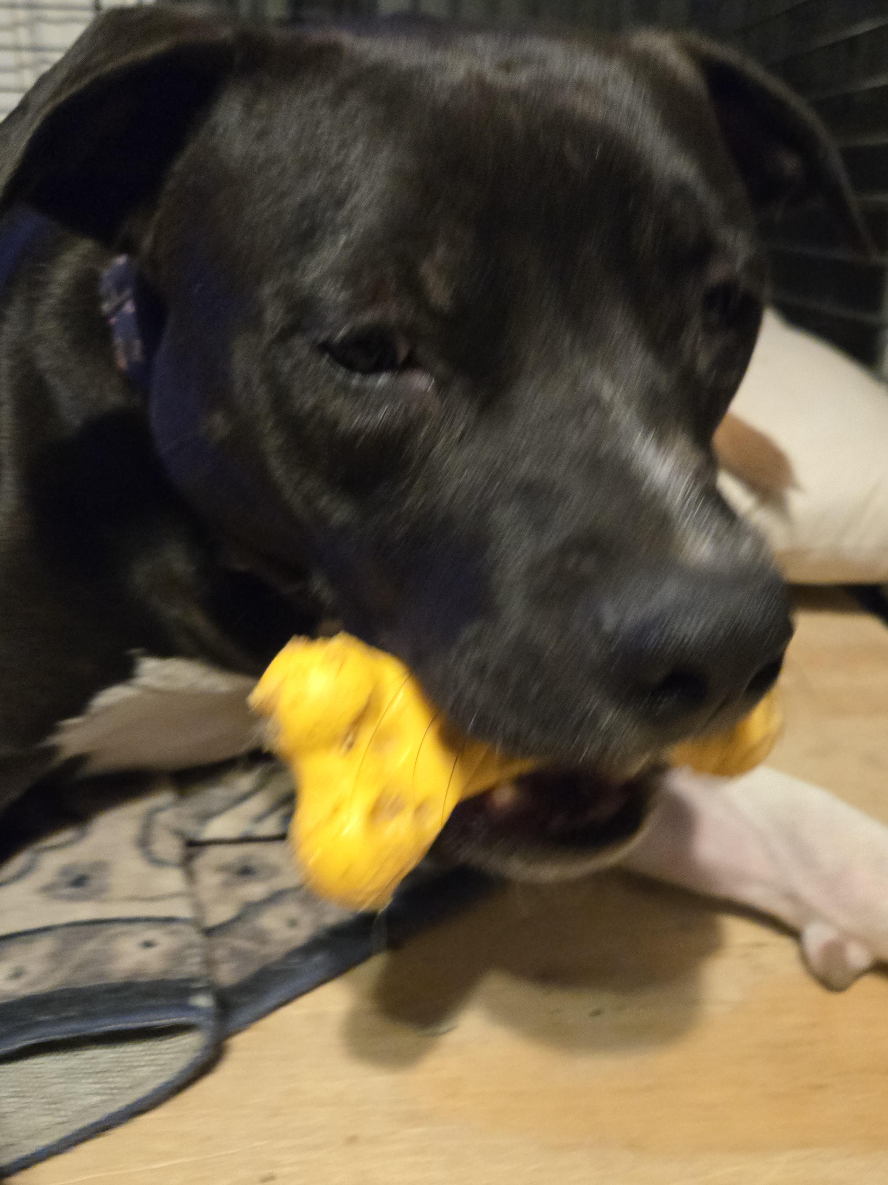 Scooby (Foster Needed)