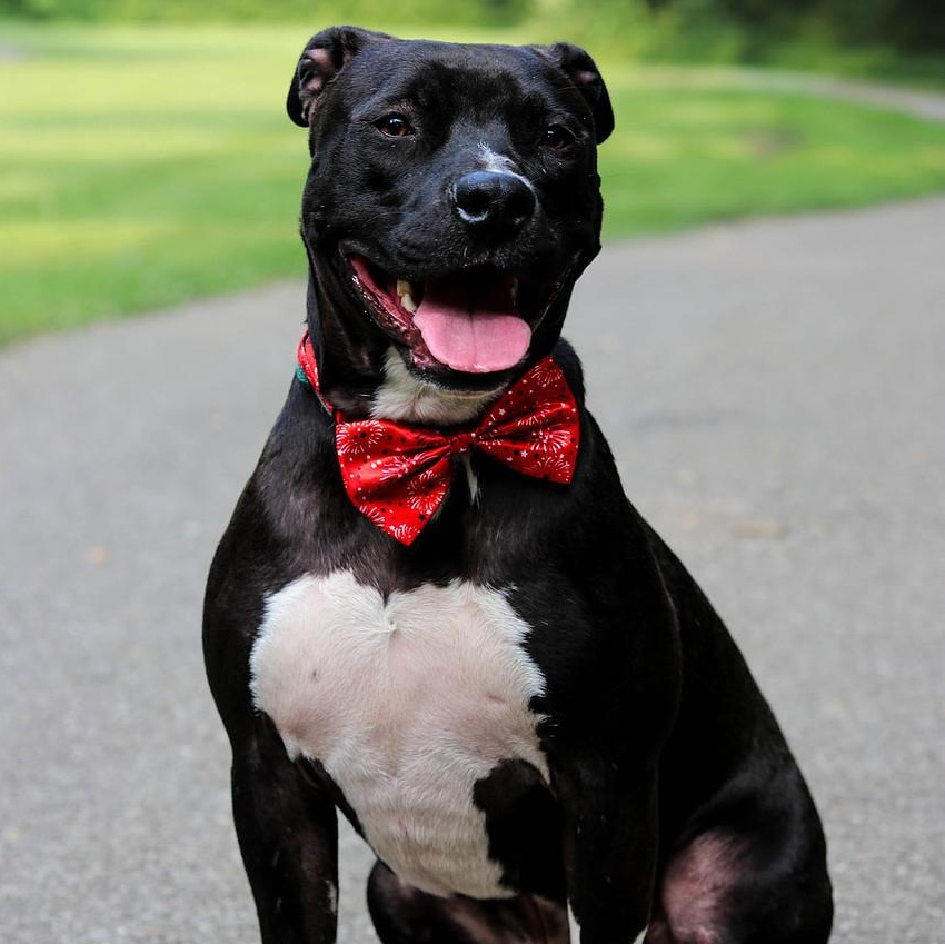 Enlarge Scooby (Foster Needed), a Adoptable Pit Bull Terrier in Indianapolis, IN image 2/6