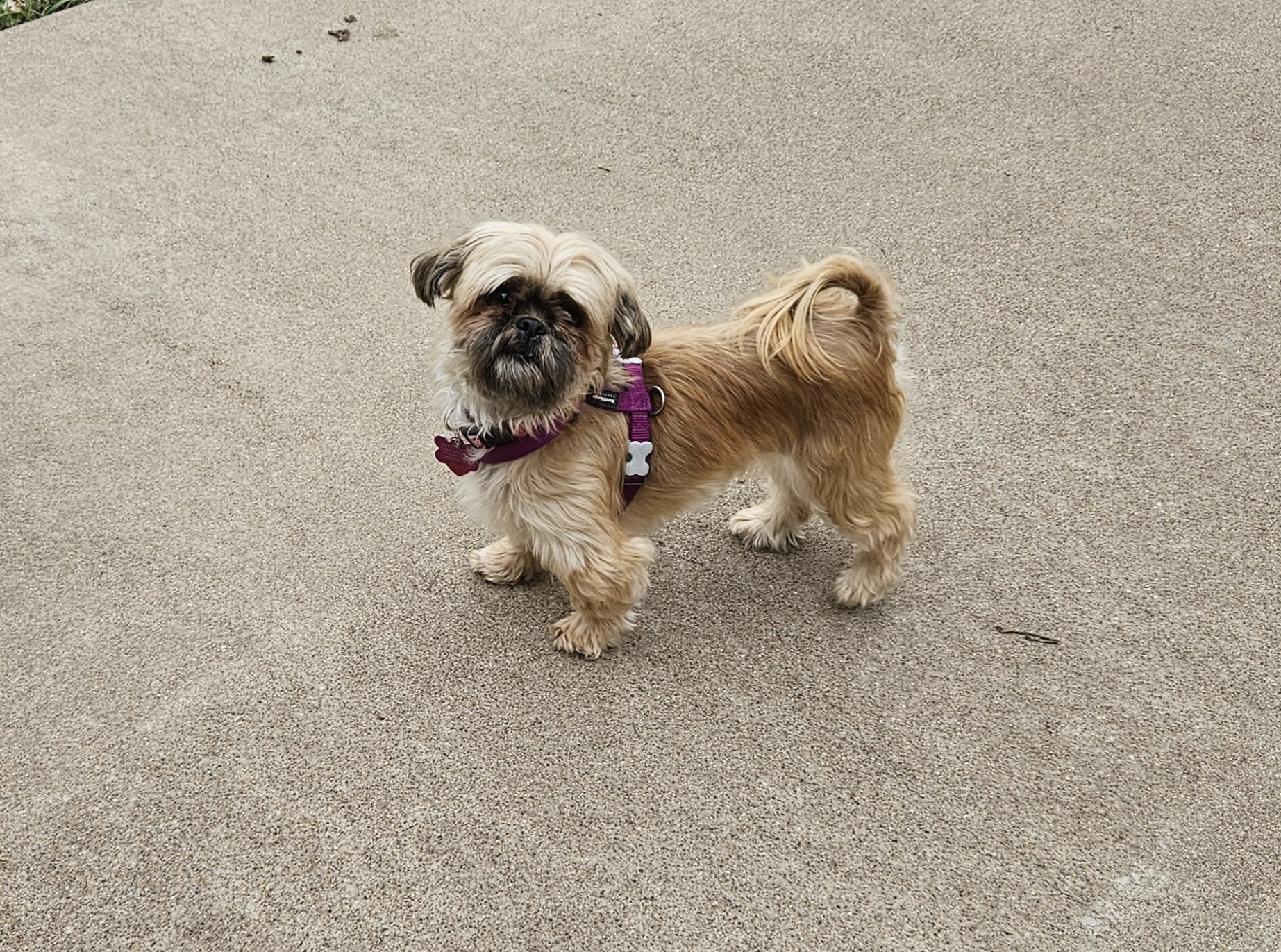 Chanel, Adopted, Adult Female Shih Tzu.