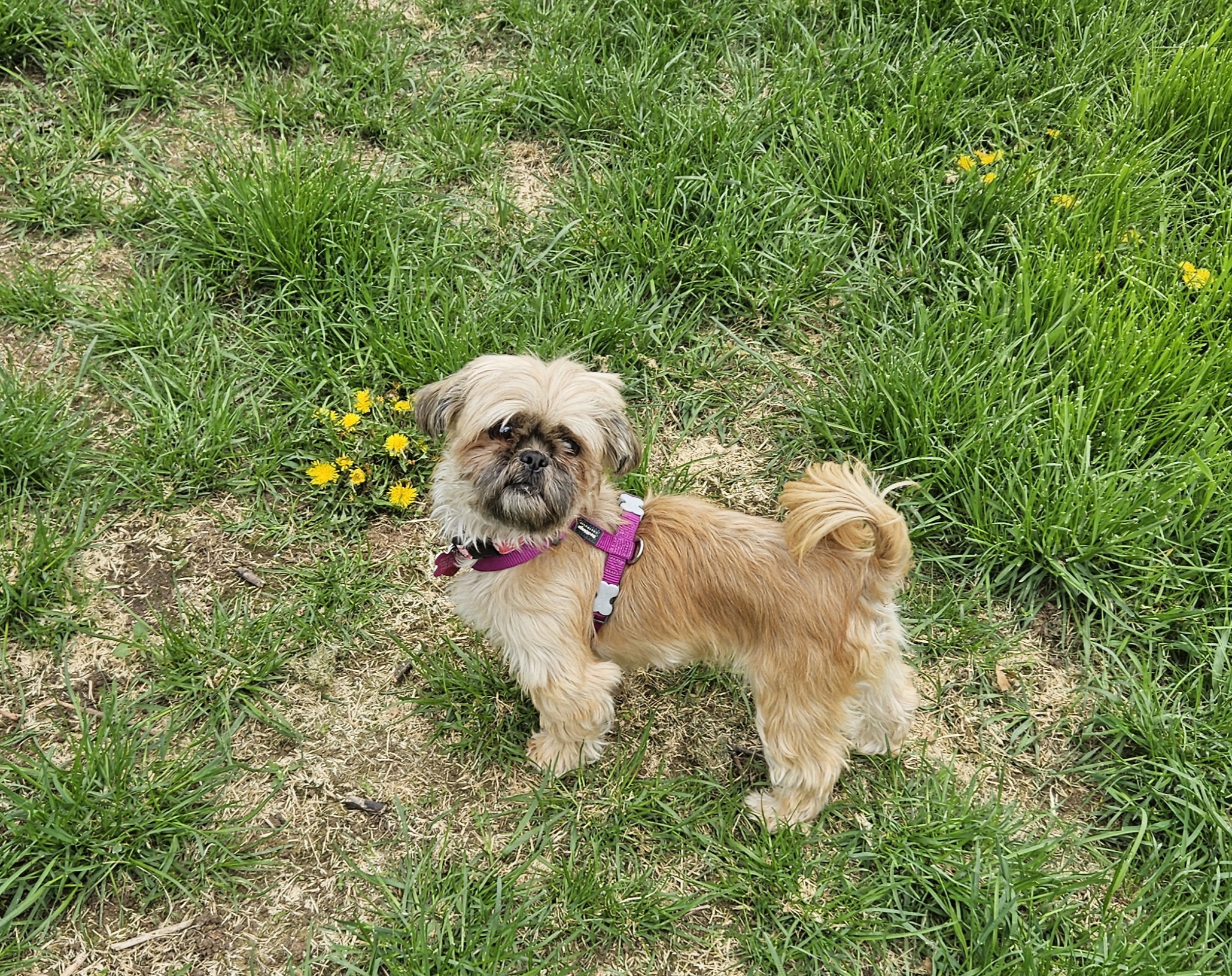 Chanel, a Adopted Shih Tzu in Schofield, WI image 3/3