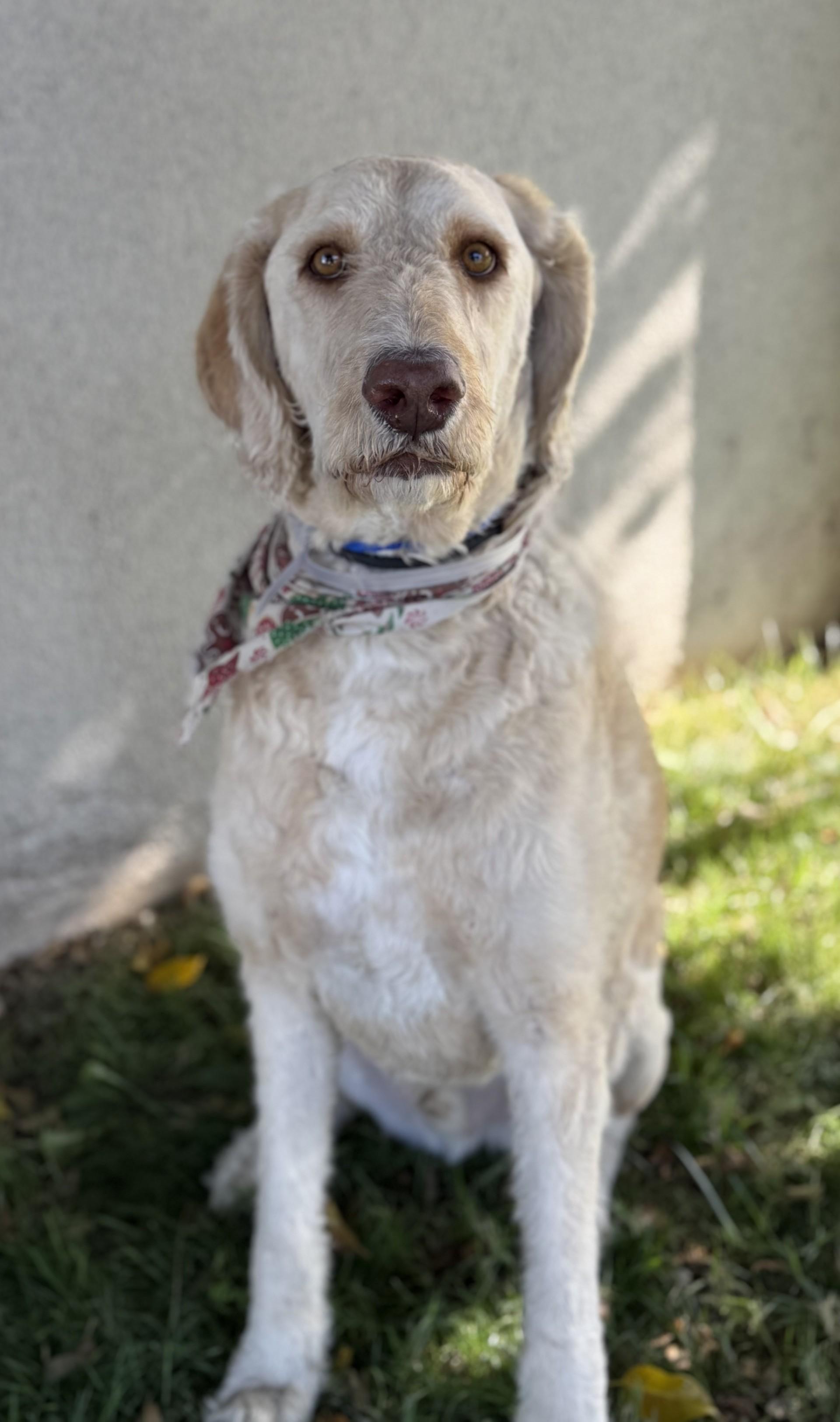 Enlarge Mango, a ADOPTABLE mixed breed in Los Alamitos, CA image 5/6