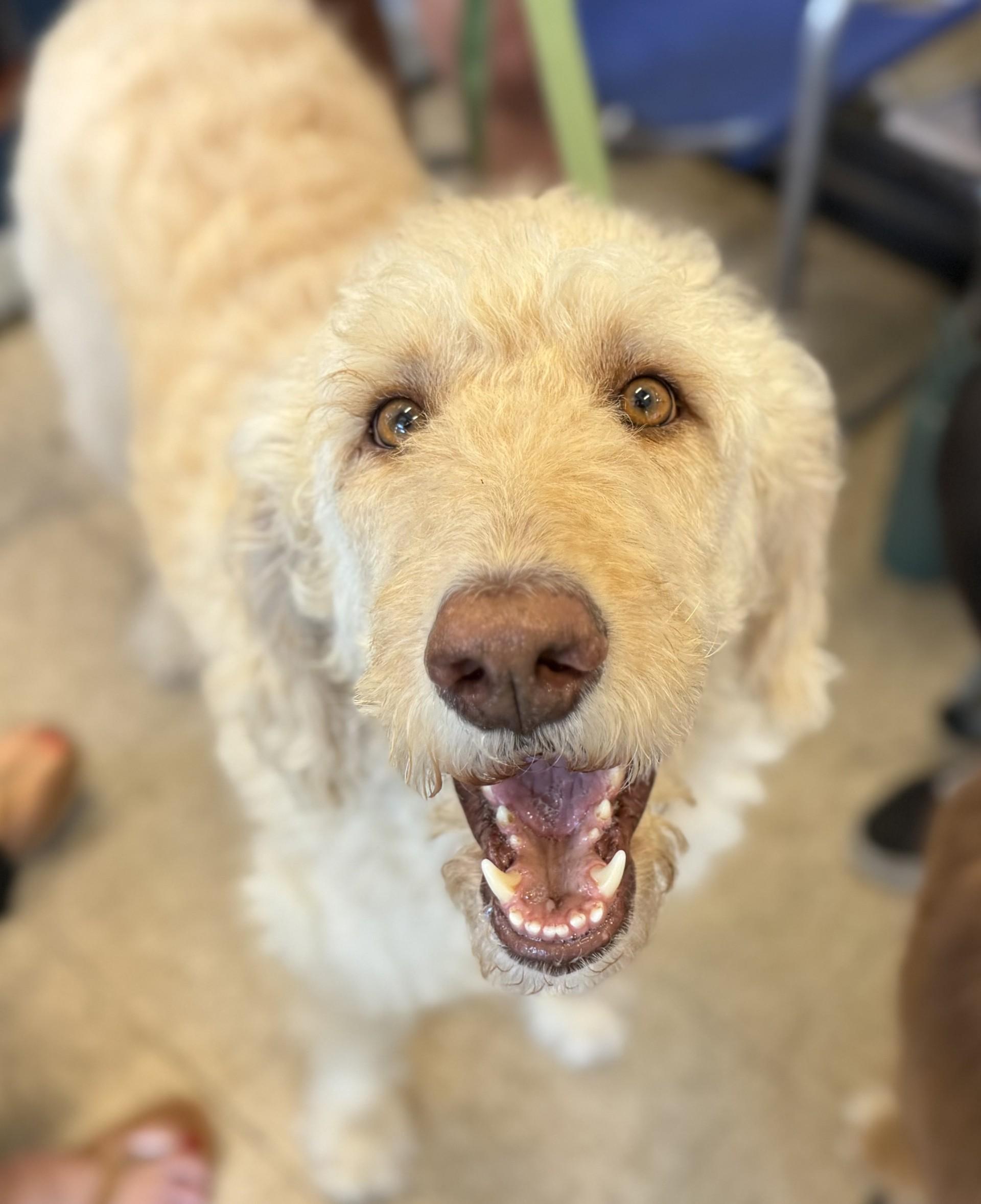 Mango, a ADOPTABLE mixed breed in Los Alamitos, CA image 2/6
