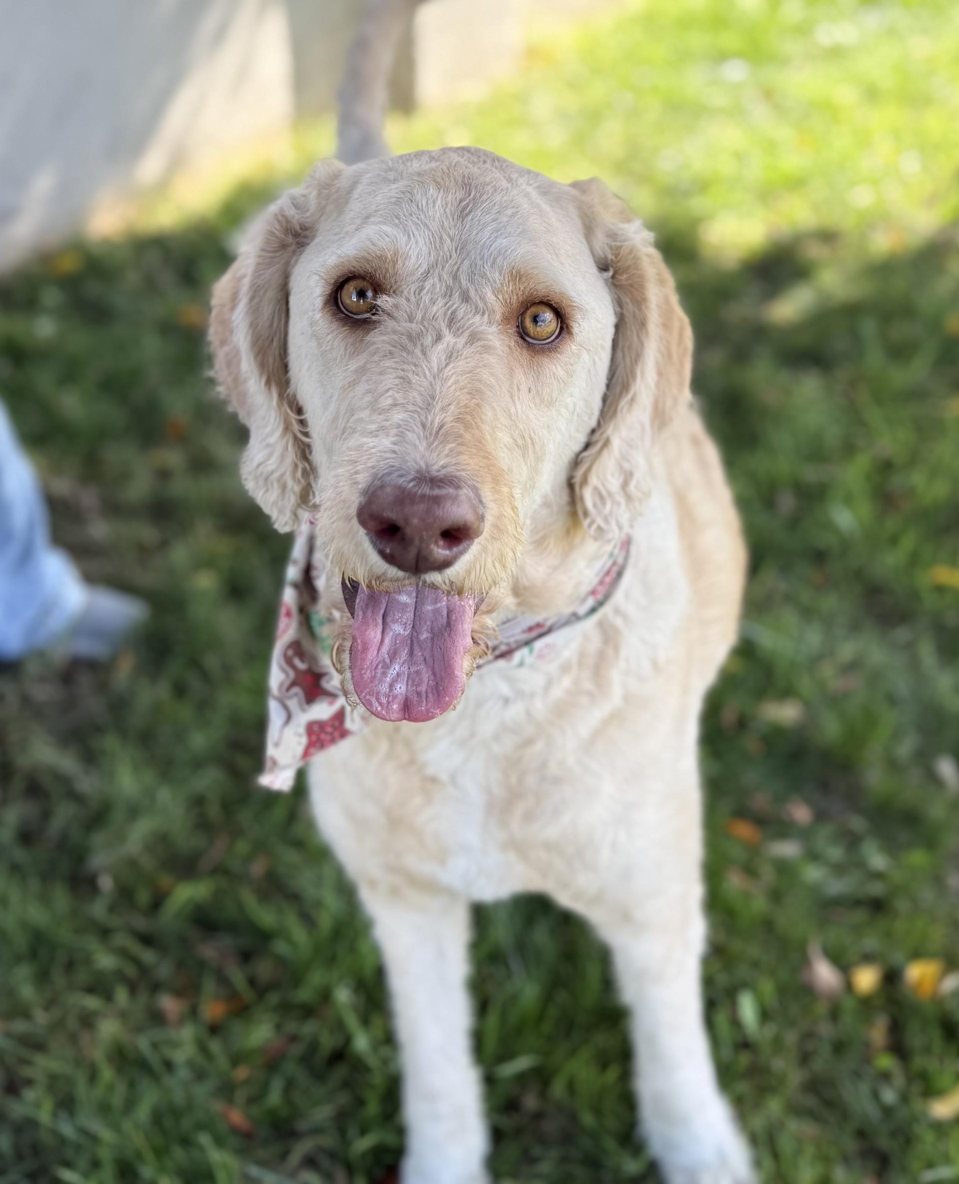 Enlarge Mango, a ADOPTABLE mixed breed in Los Alamitos, CA image 3/6
