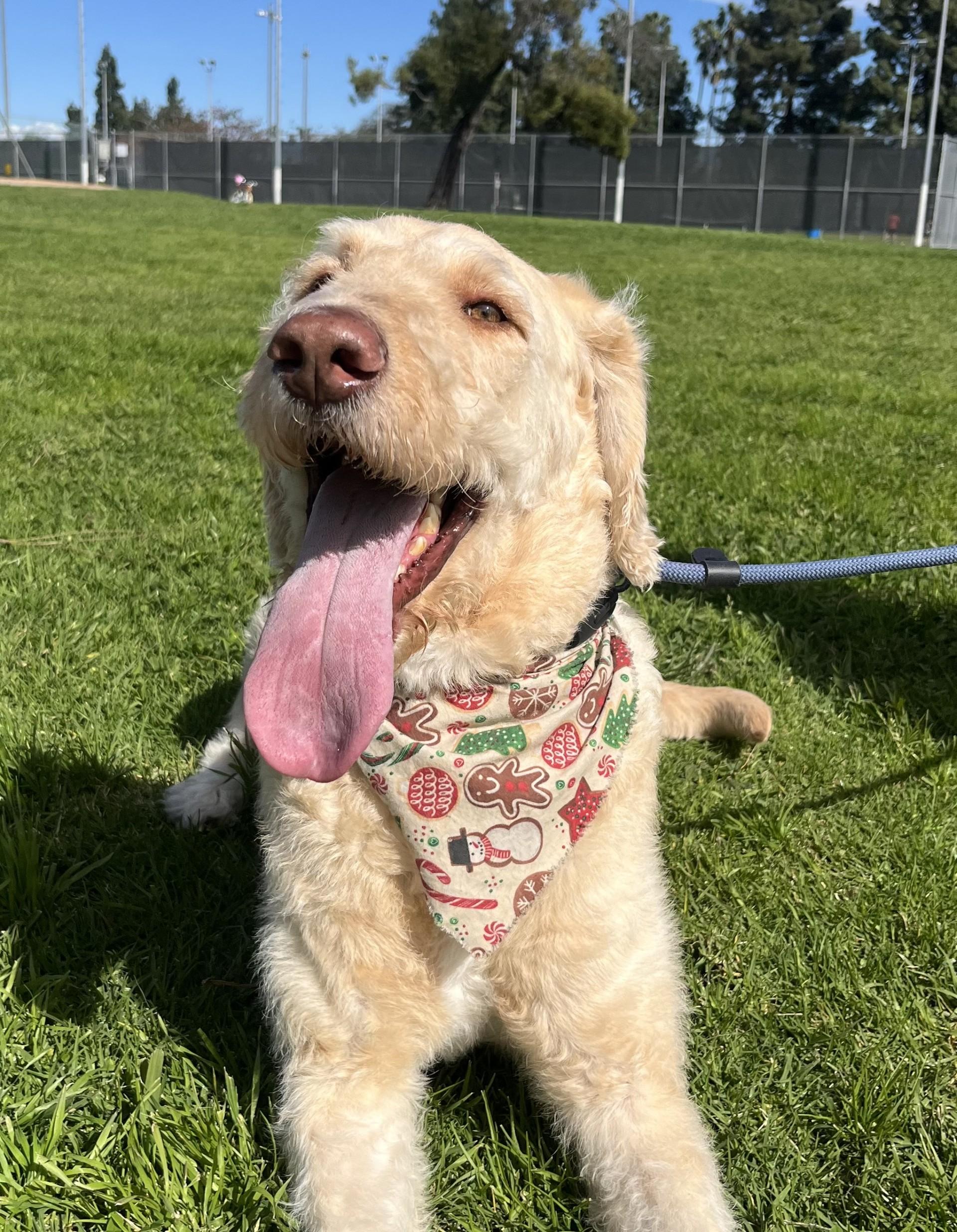 Enlarge Mango, a ADOPTABLE mixed breed in Los Alamitos, CA image 6/6