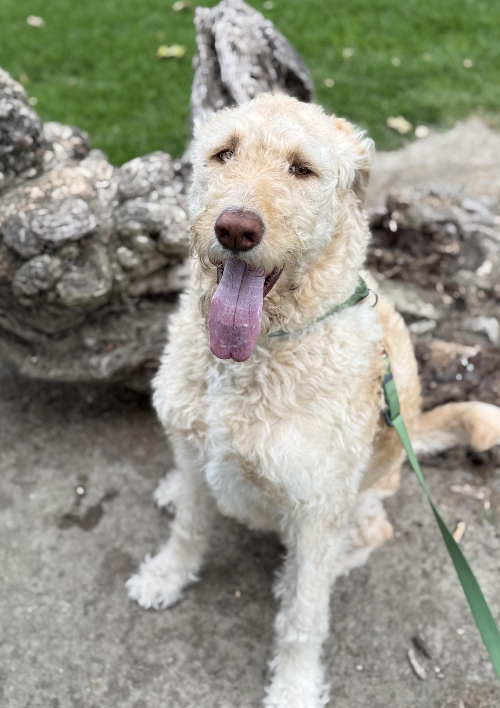 Enlarge Mango, a ADOPTABLE mixed breed in Los Alamitos, CA image 2/6