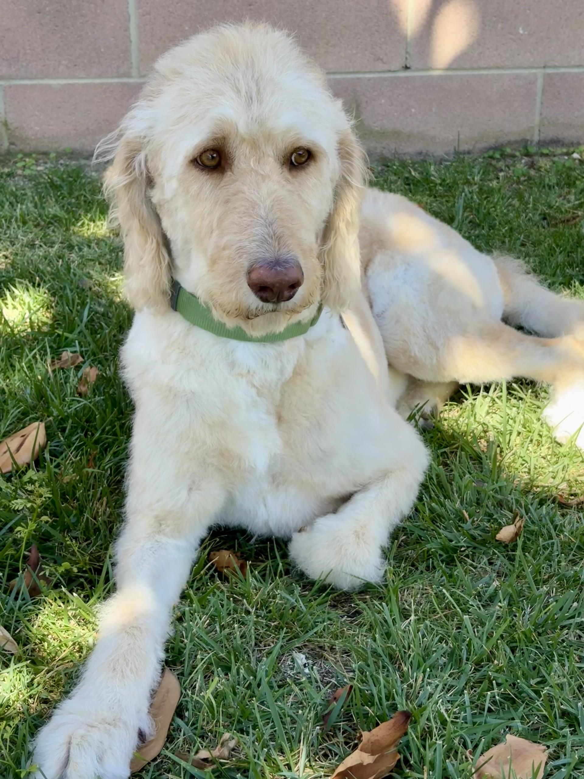 Mango, a ADOPTABLE mixed breed in Los Alamitos, CA image 6/6