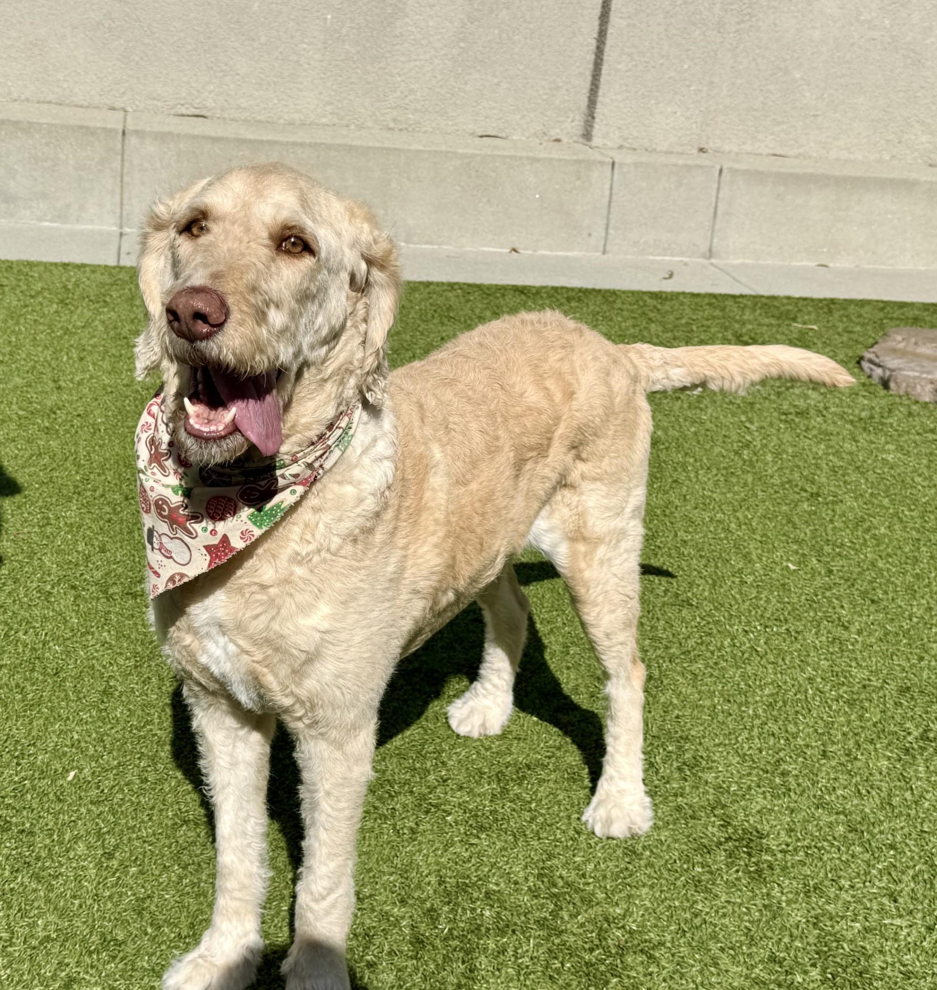 Enlarge Mango, a ADOPTABLE mixed breed in Los Alamitos, CA image 2/6