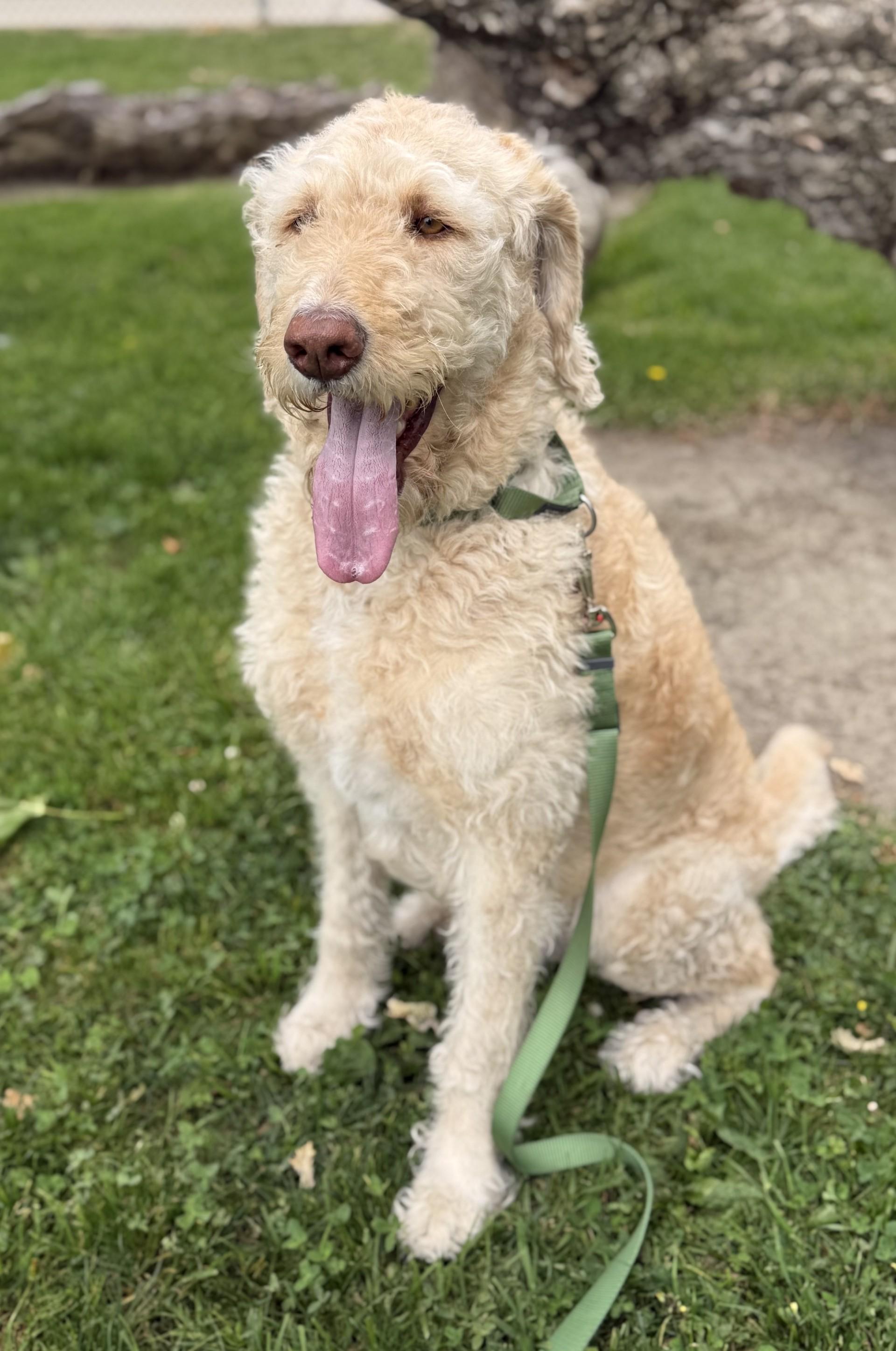 Enlarge Mango, a ADOPTABLE mixed breed in Los Alamitos, CA image 3/6
