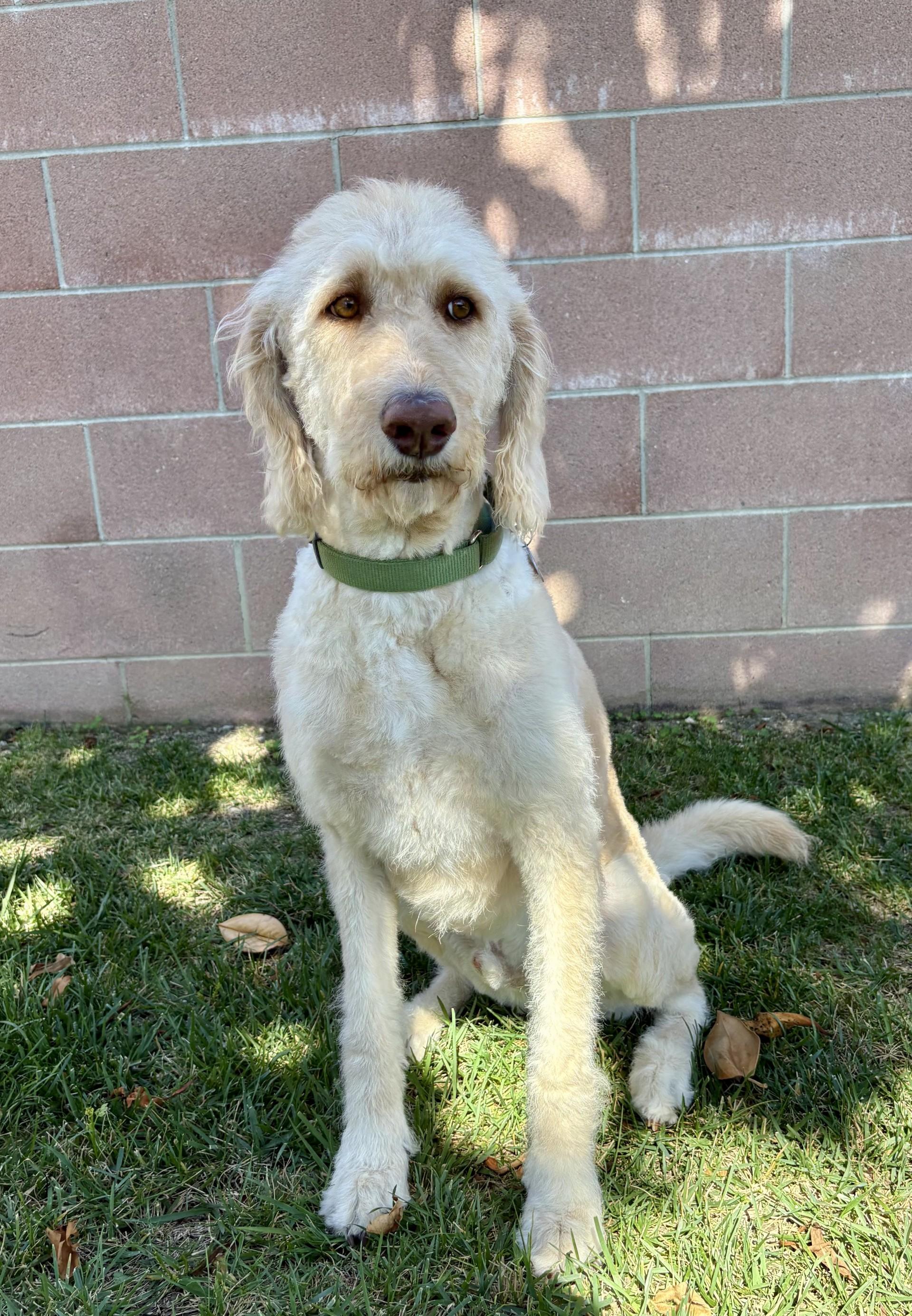 Mango, a ADOPTABLE mixed breed in Los Alamitos, CA image 2/6