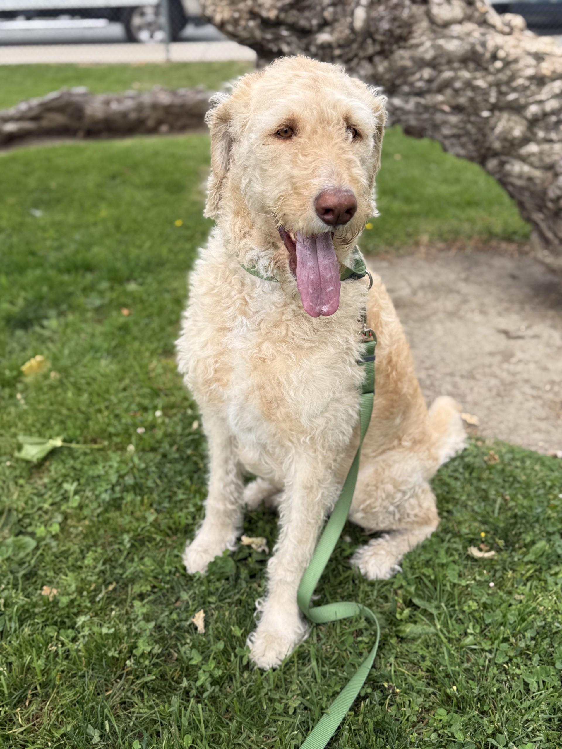 Enlarge Mango, a ADOPTABLE mixed breed in Los Alamitos, CA image 6/6