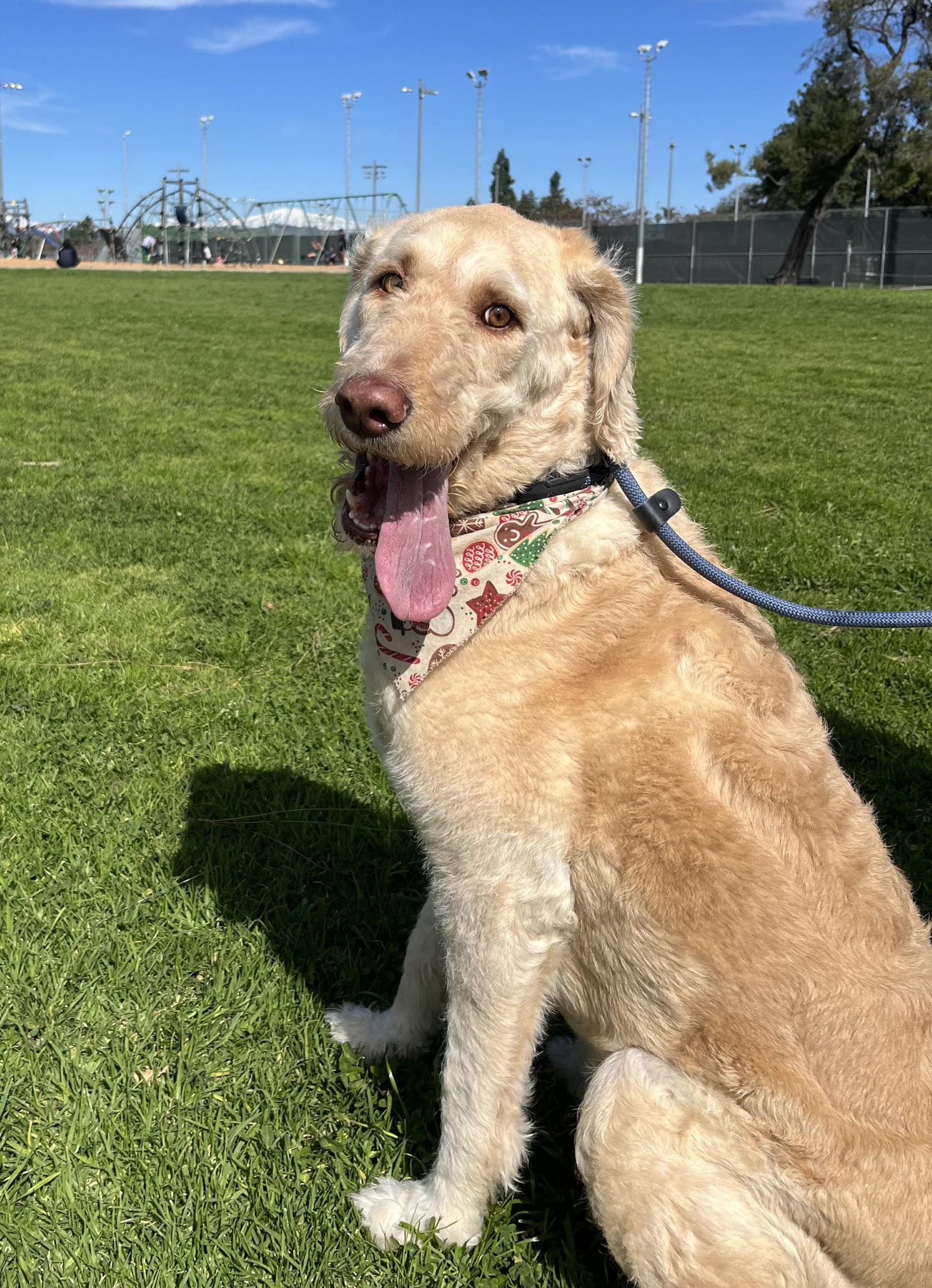 Mango, ADOPTABLE, Adult Male Labradoodle & Labrador Retriever.