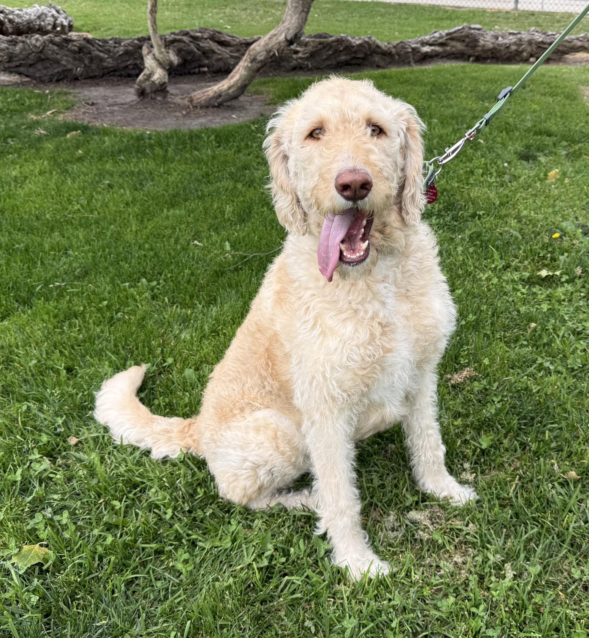 Enlarge Mango, a ADOPTABLE mixed breed in Los Alamitos, CA image 1/6