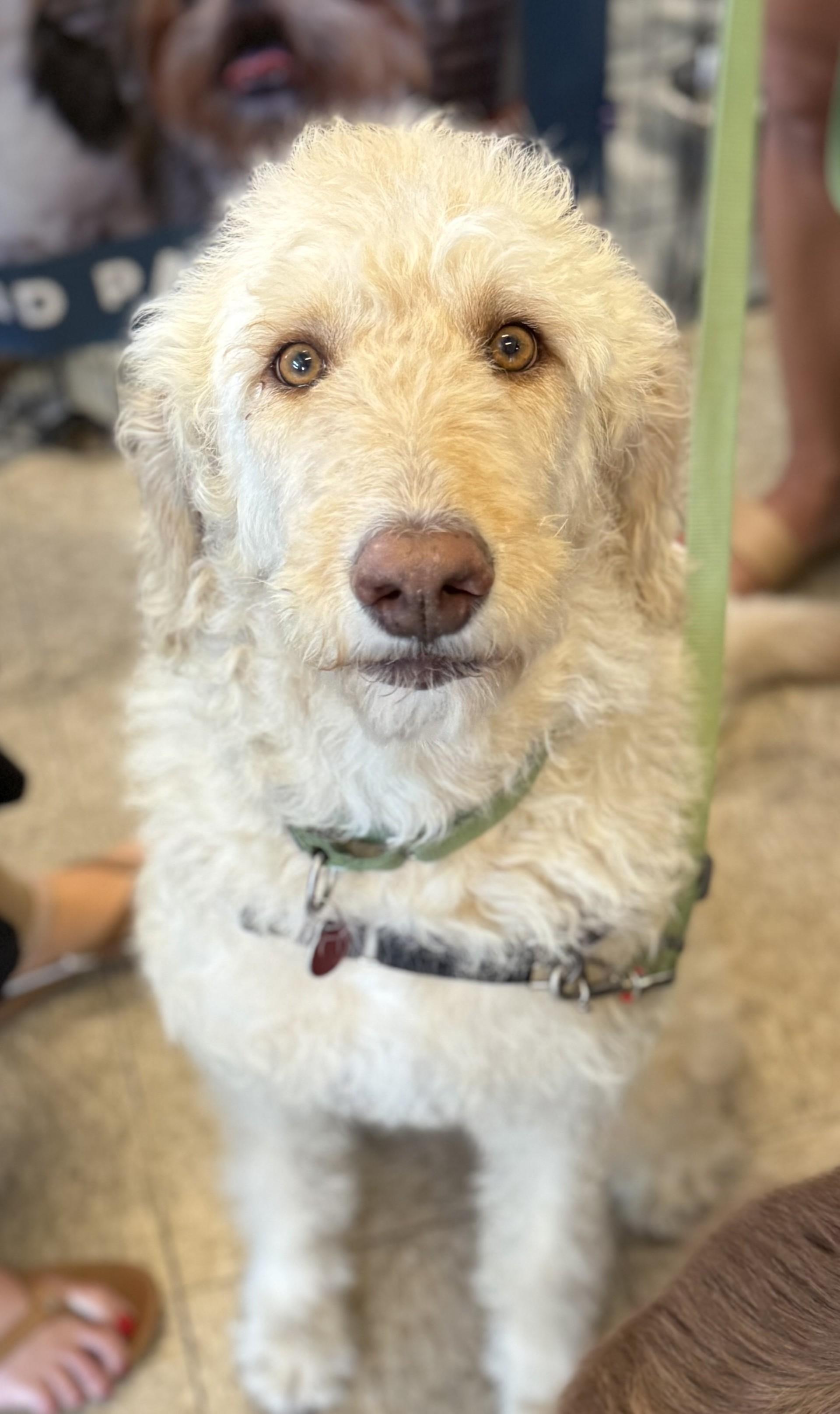 Mango, ADOPTABLE, Adult Male Labradoodle & Labrador Retriever.