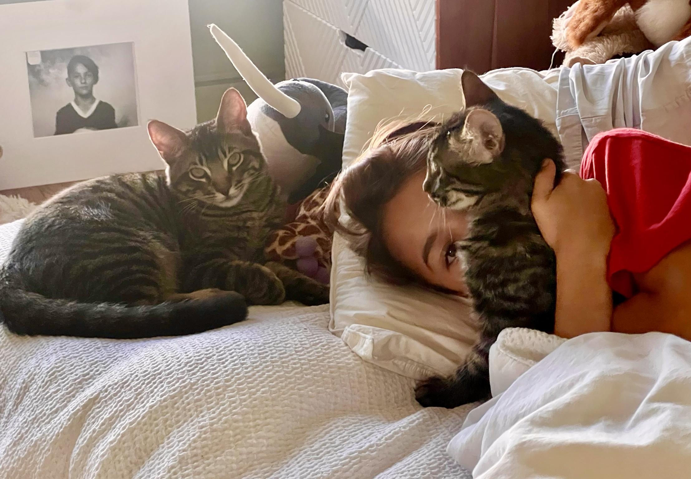 Donatello (M), a Adoptable American Shorthair in Los Angeles, CA image 4/6