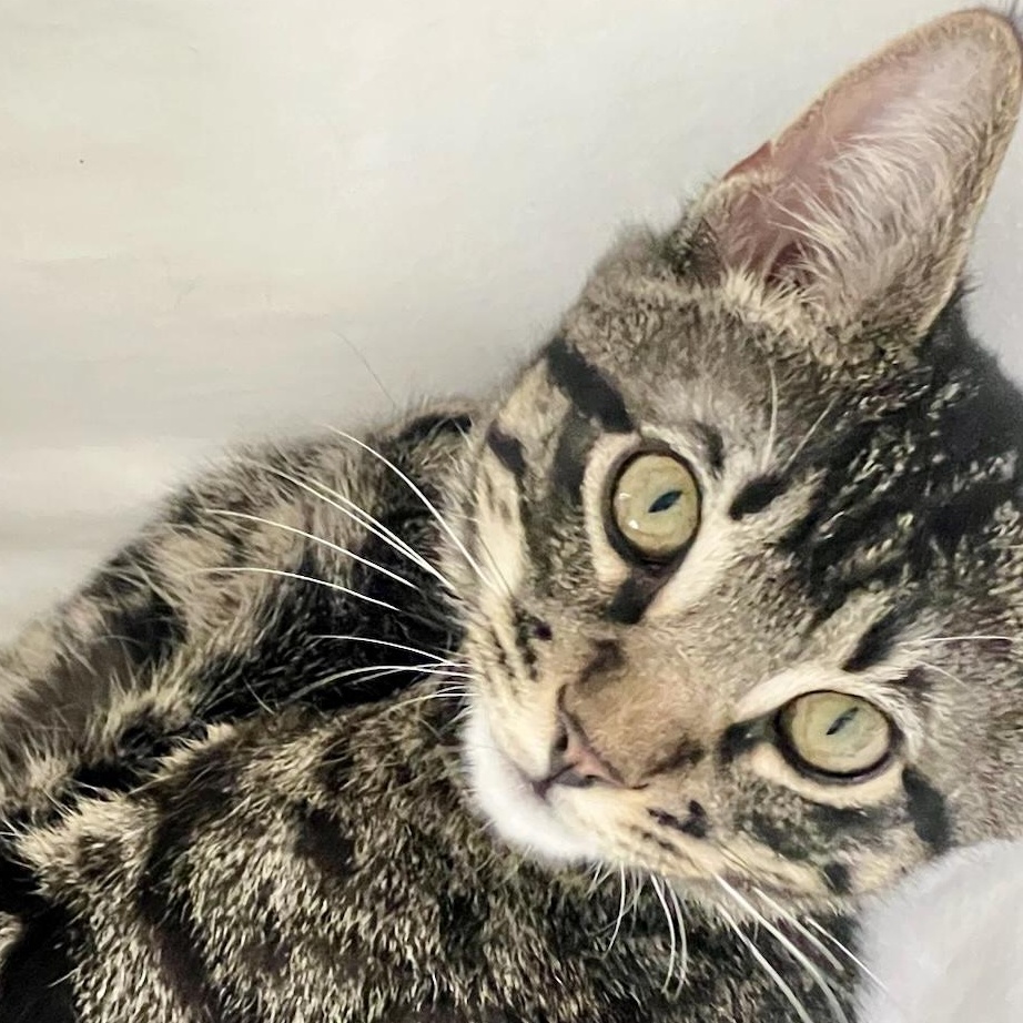 Donatello (M), Adoptable, Young Male American Shorthair.