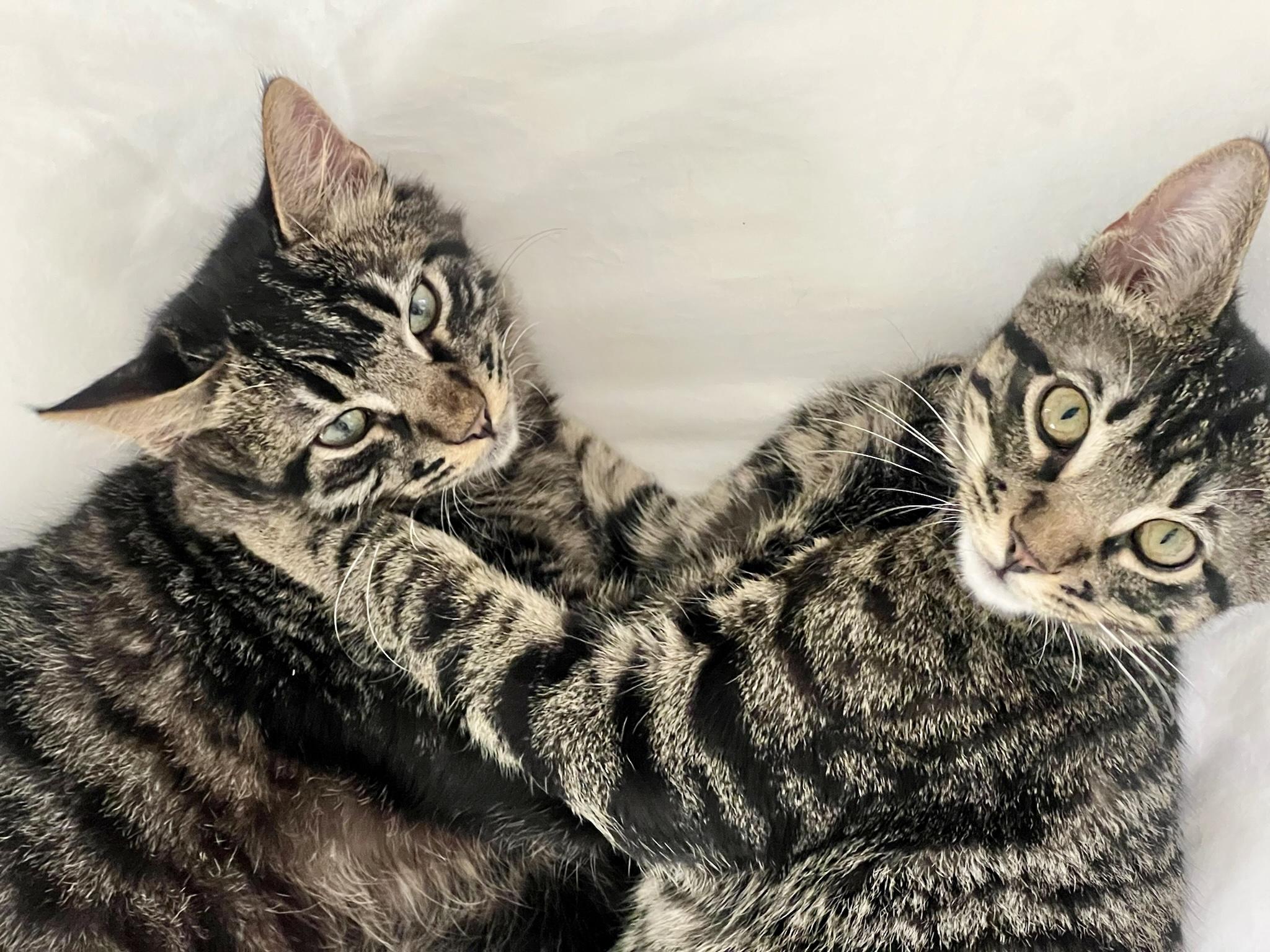 Donatello (M), a Adoptable American Shorthair in Los Angeles, CA image 5/6